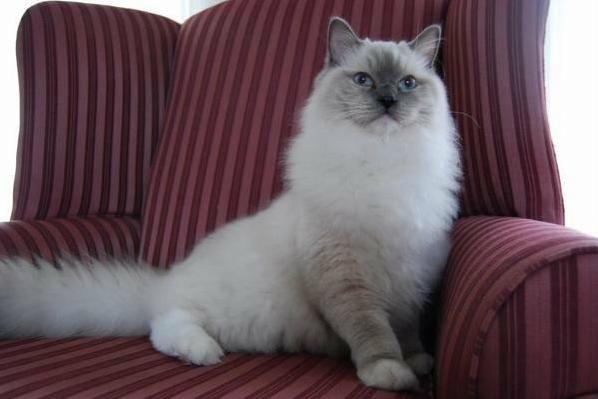 A Kitty on His Throne
