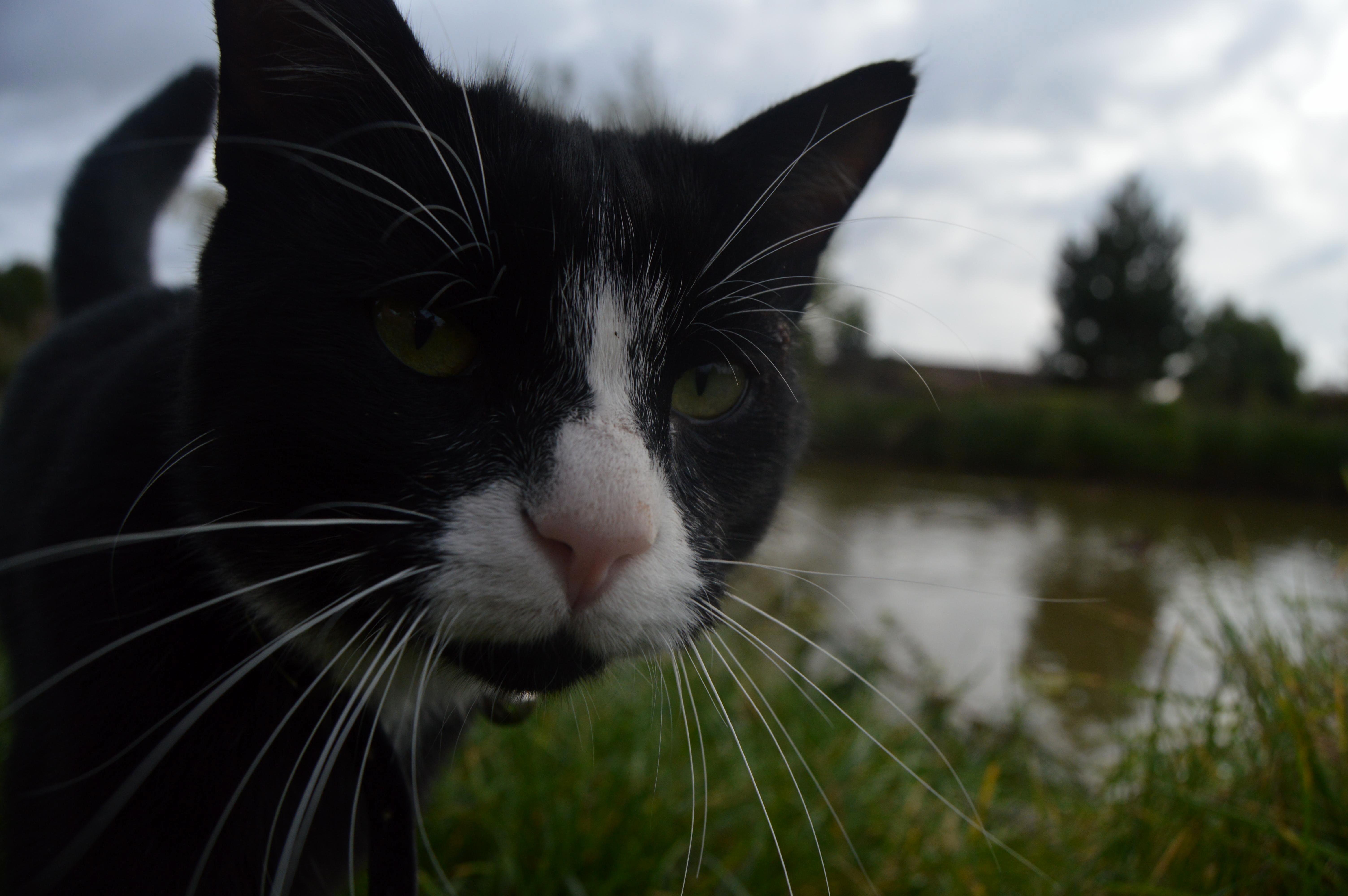 A Majestic Beast