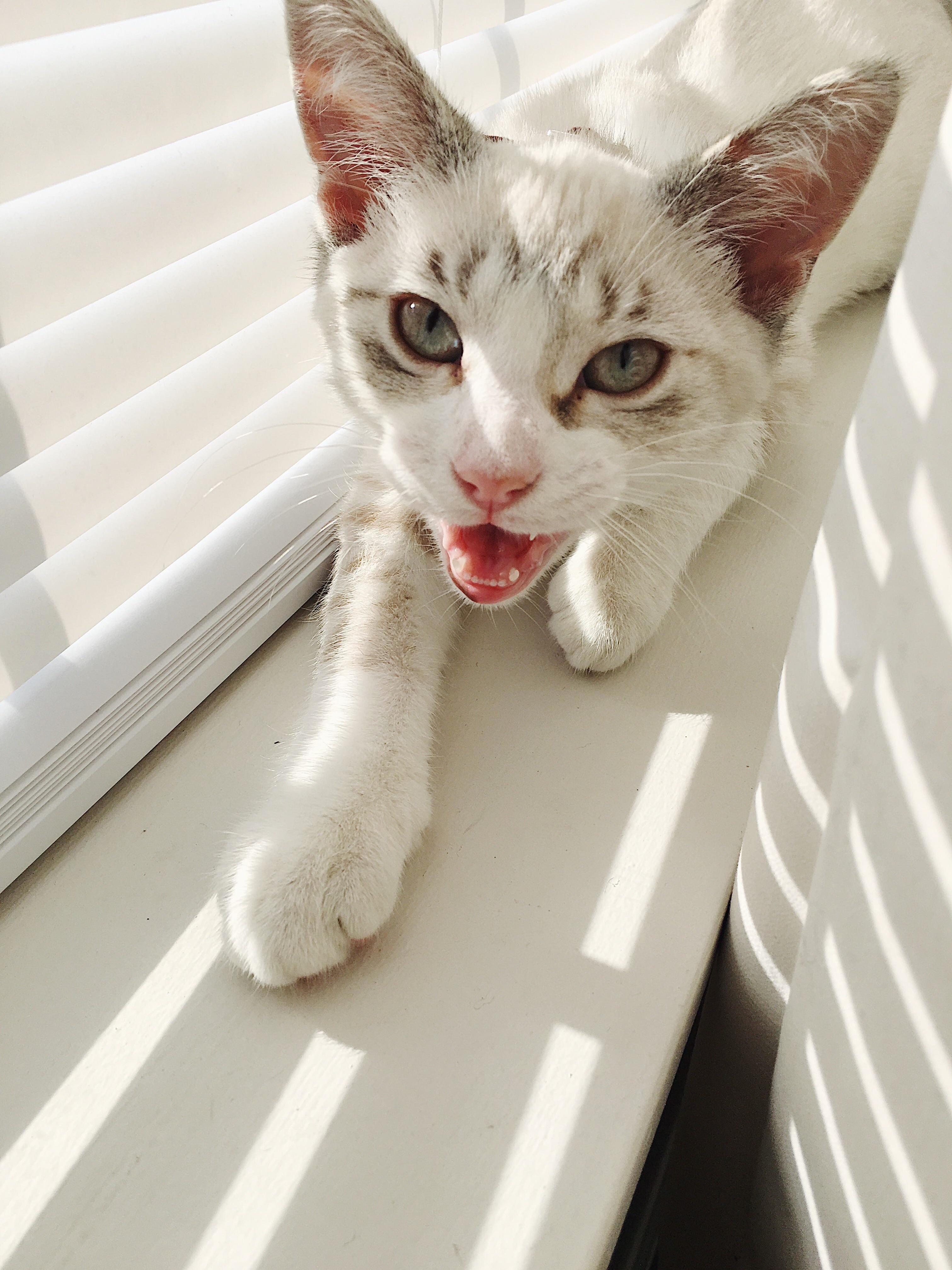 A Picture of My Siamese Mix Mid Complaint