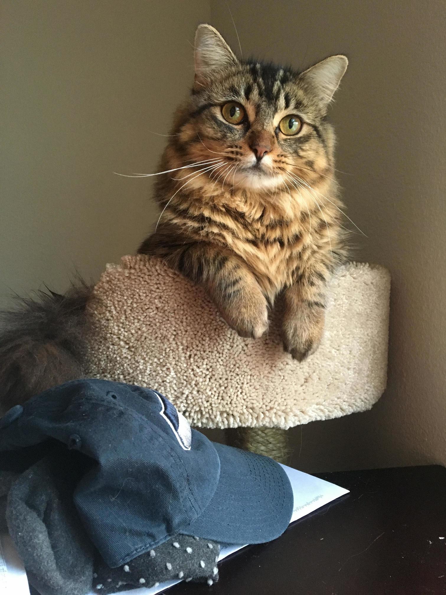A Princess Atop Her Castle