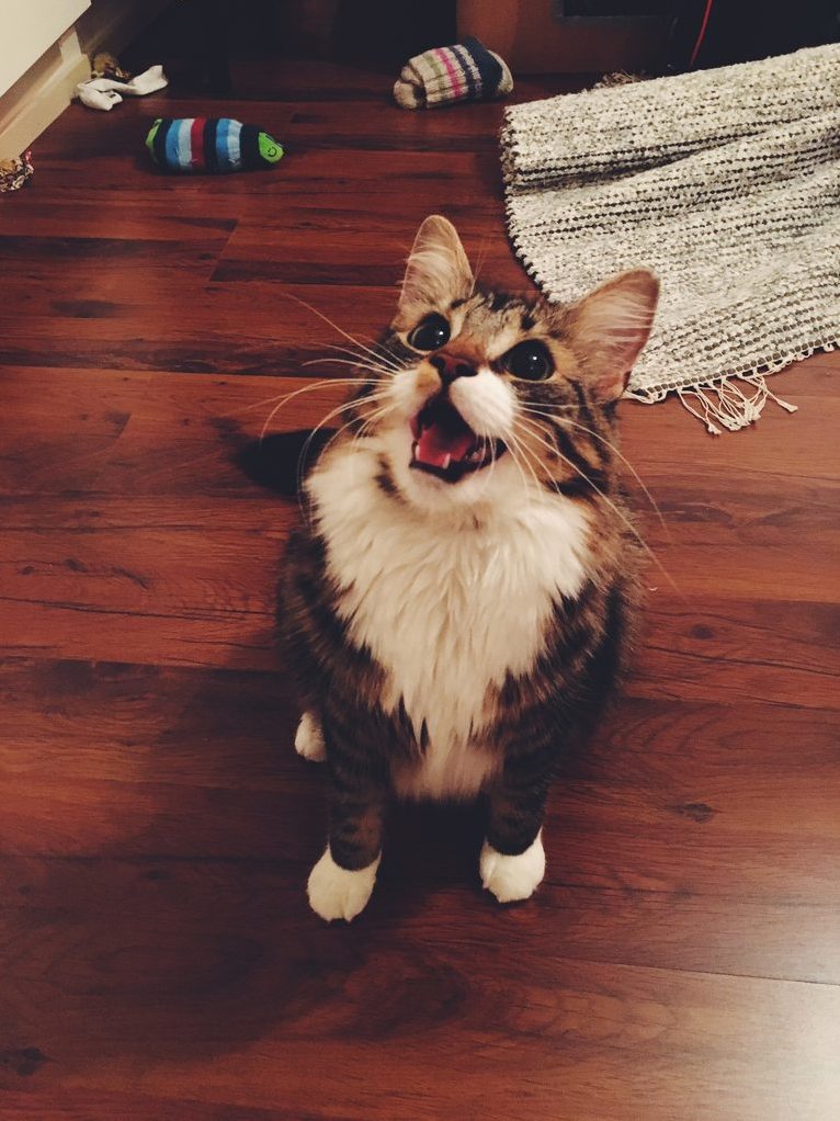A Very Happy Kitten Indeed