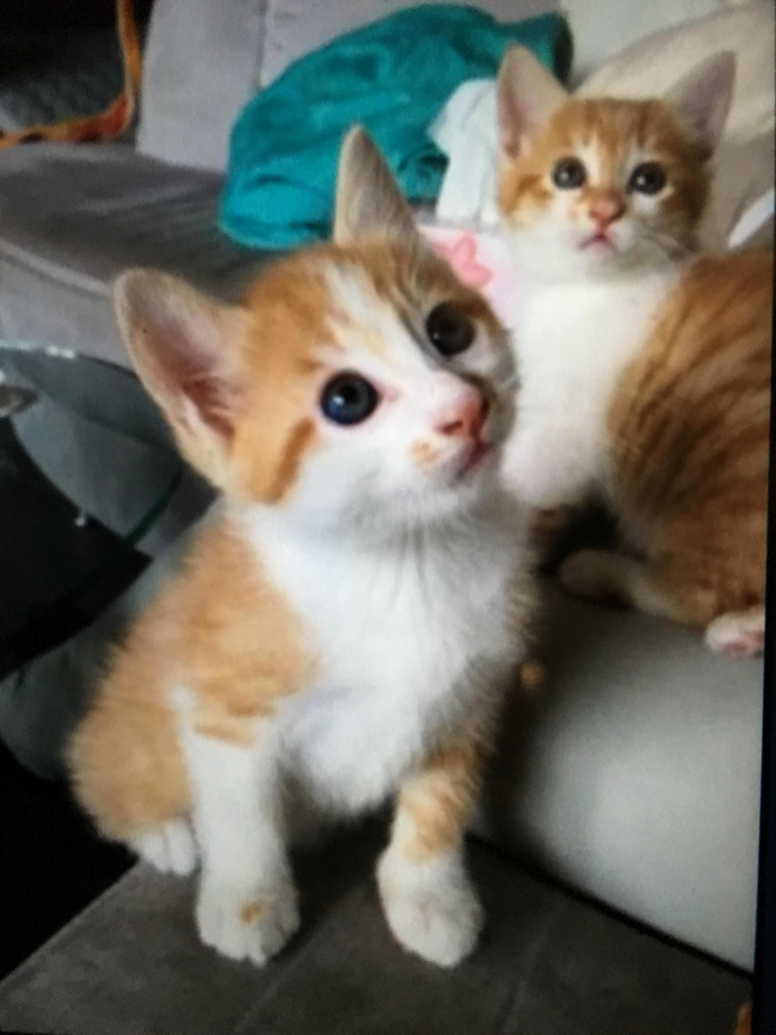 Adopted These Two Over a Year Ago Cant Imagine Life Without Them