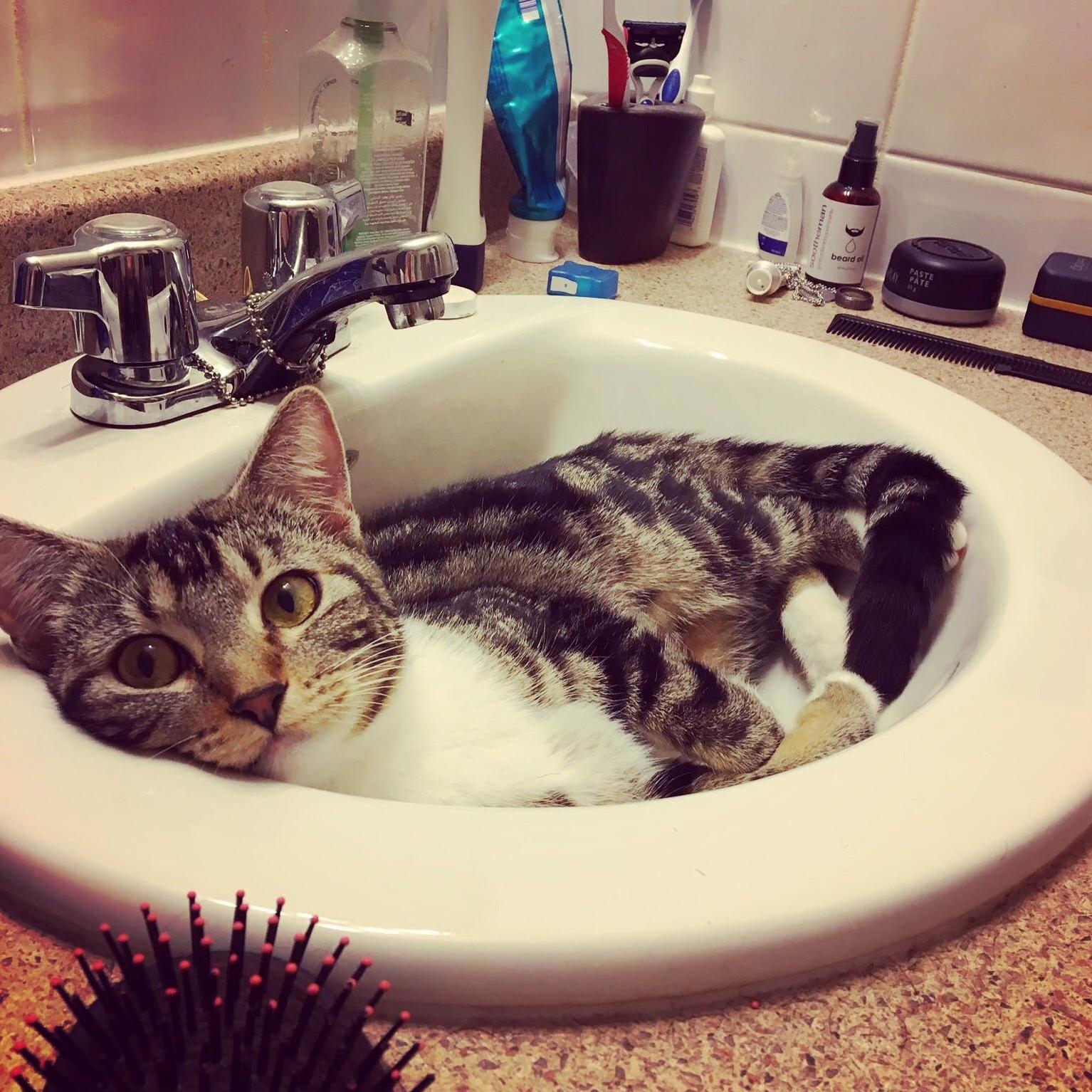 Adopted This Lil Lady Meet Fuzzy.