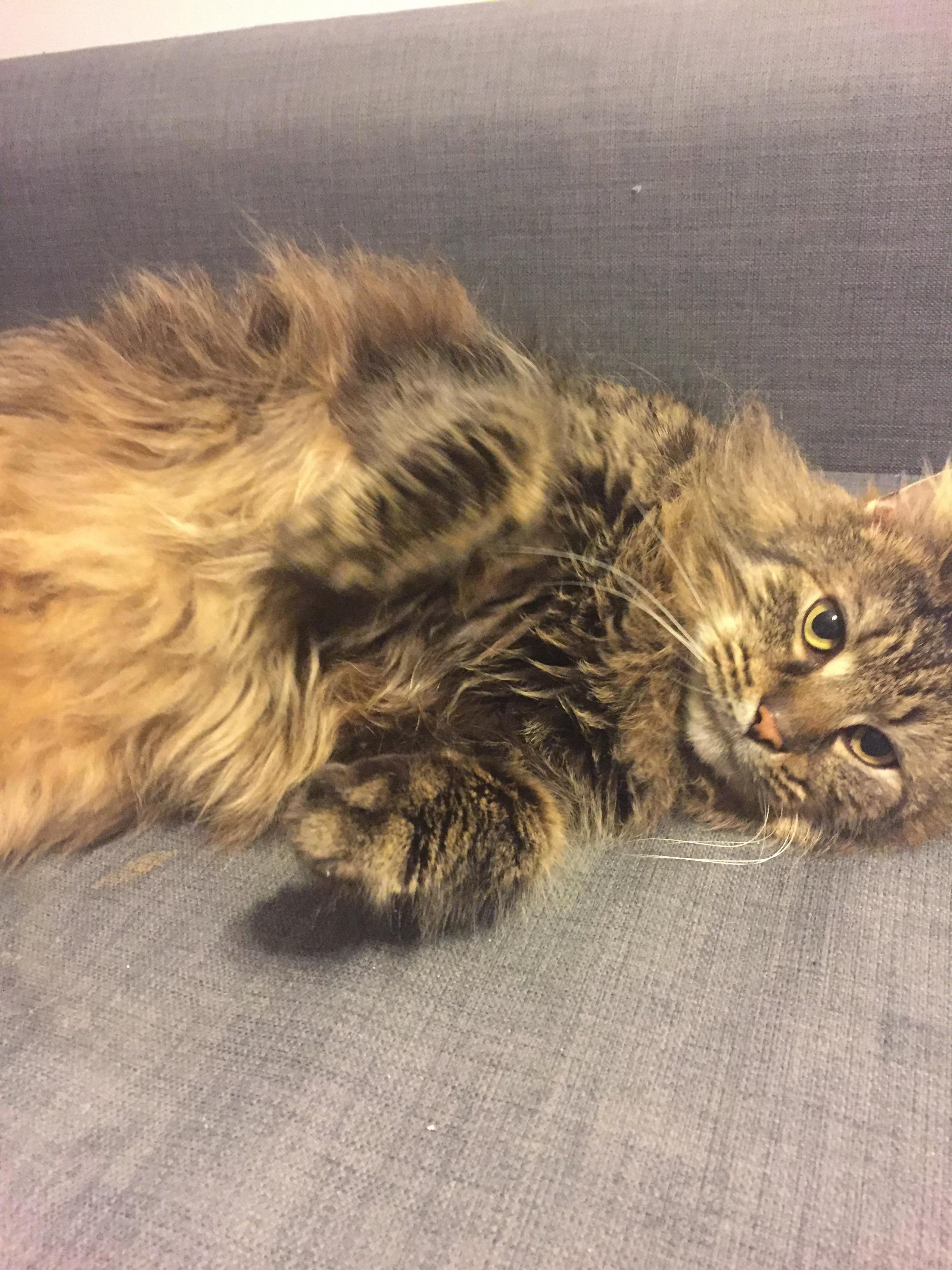 Adopted This Sweet Boy a Week Ago and Now He Follows Me Around Wherever I Go