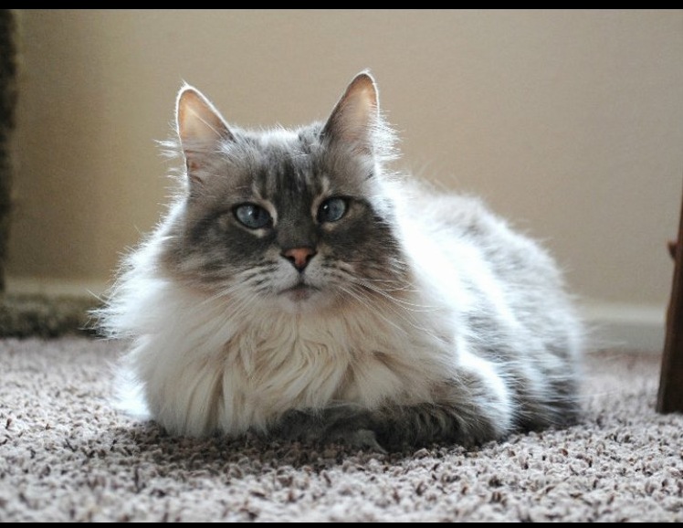 After 16 Years by My Side I Said Goodbye to Booboo Today. I Will Miss My Furry-toed Cross-eyed Lap Kitty.