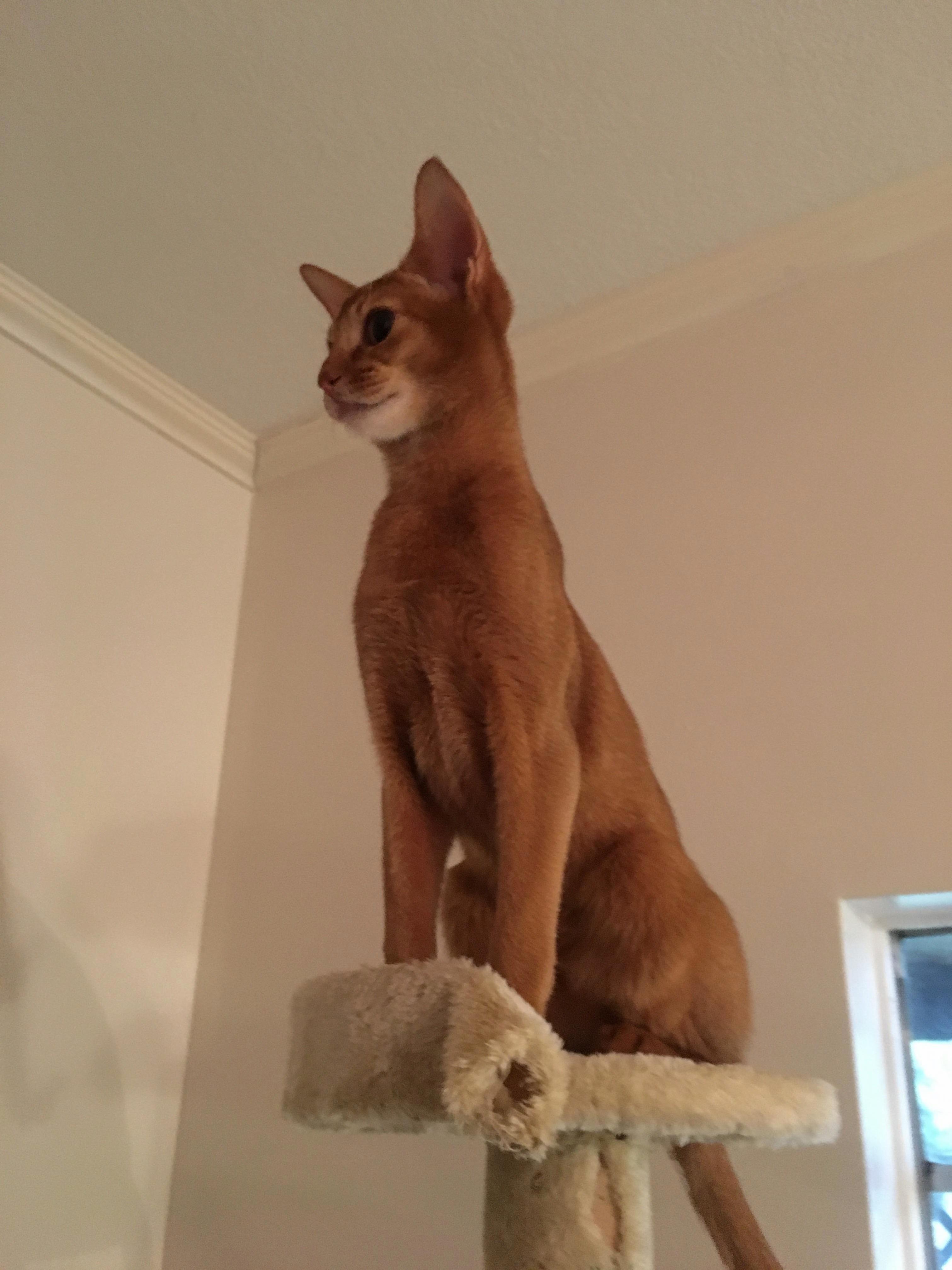 All Hail Navi the Abycat..humans.. Beware