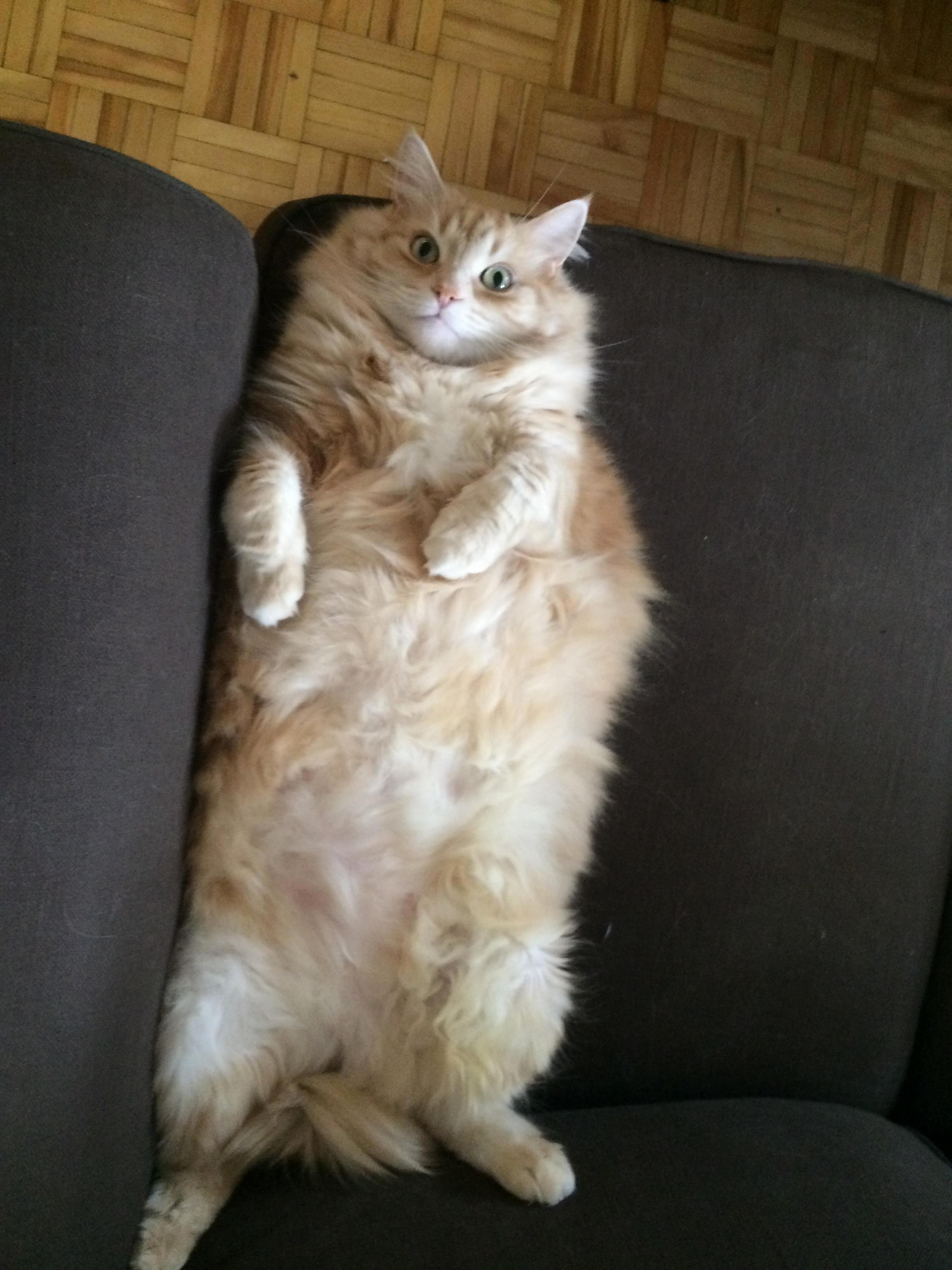 All the Floofs
