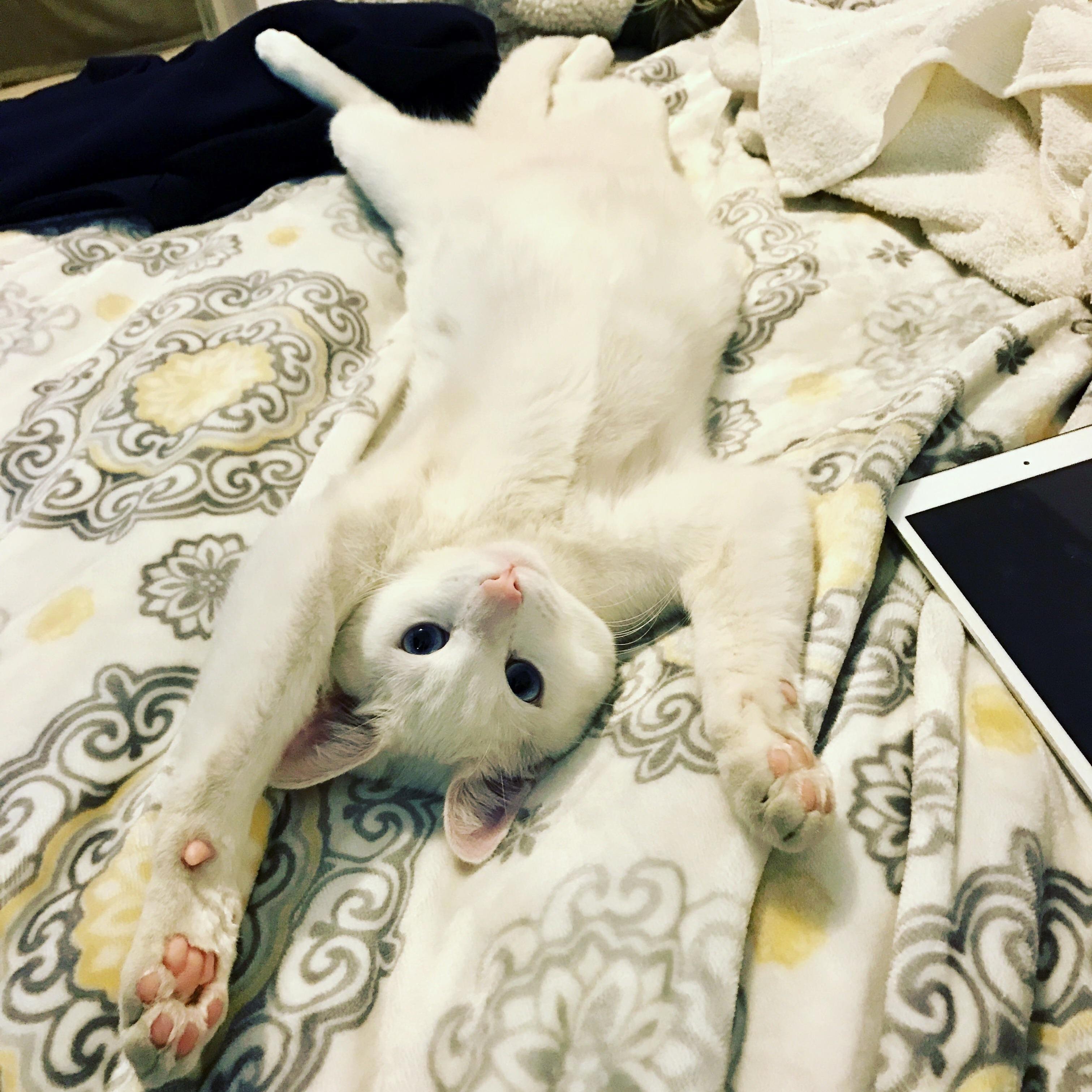 An American Cat Currently Living in Mexico.