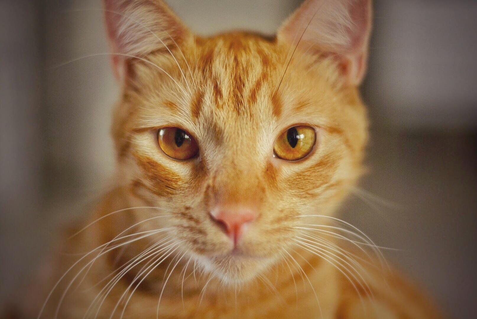 An Orange Demon