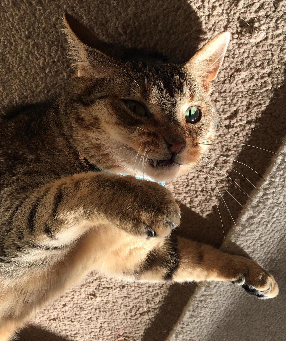 Apparently My Cat Turns Into a Vampire in the Sunlight...