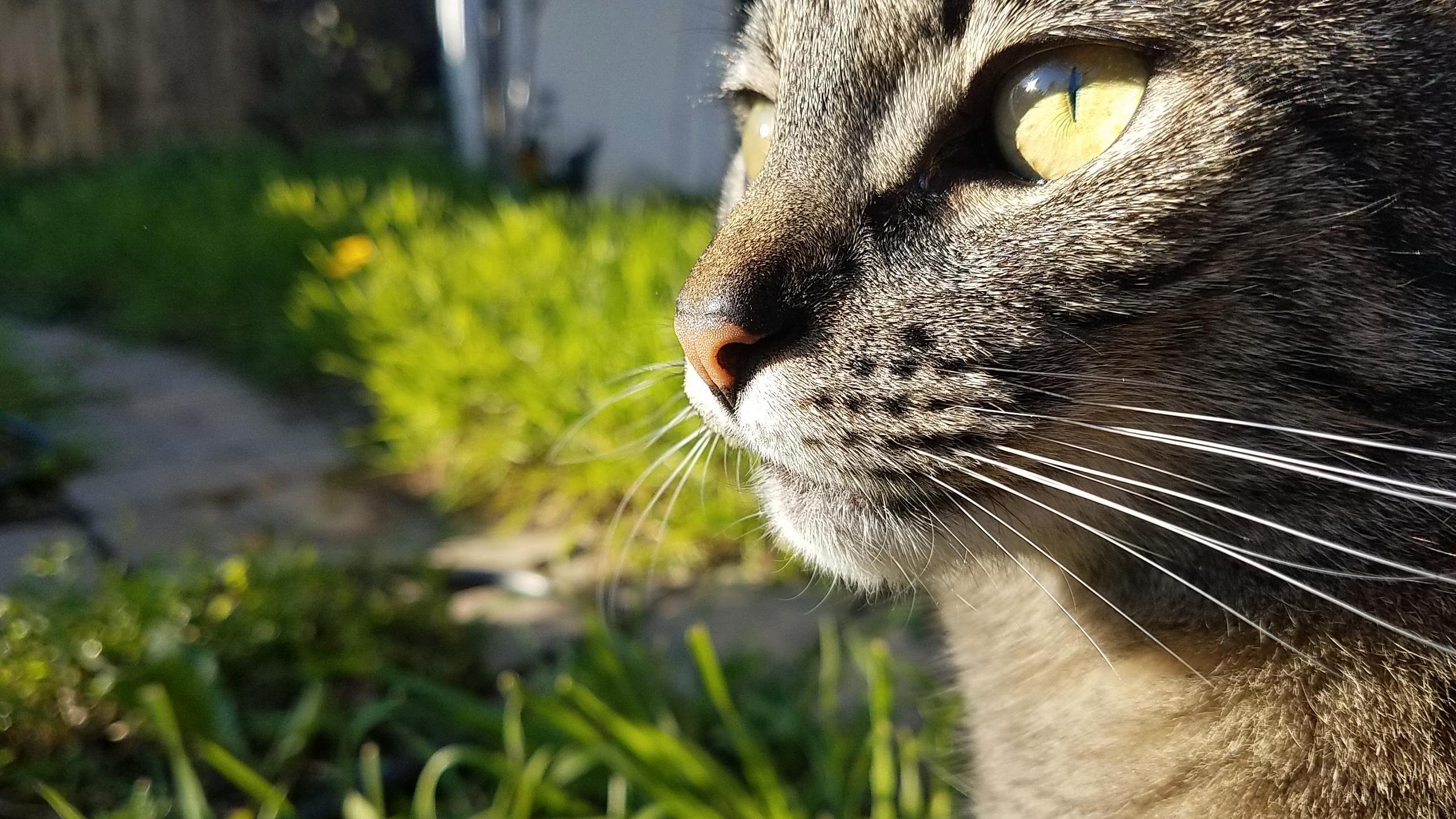 Apple Looking Regal Before Flashing the Sneer