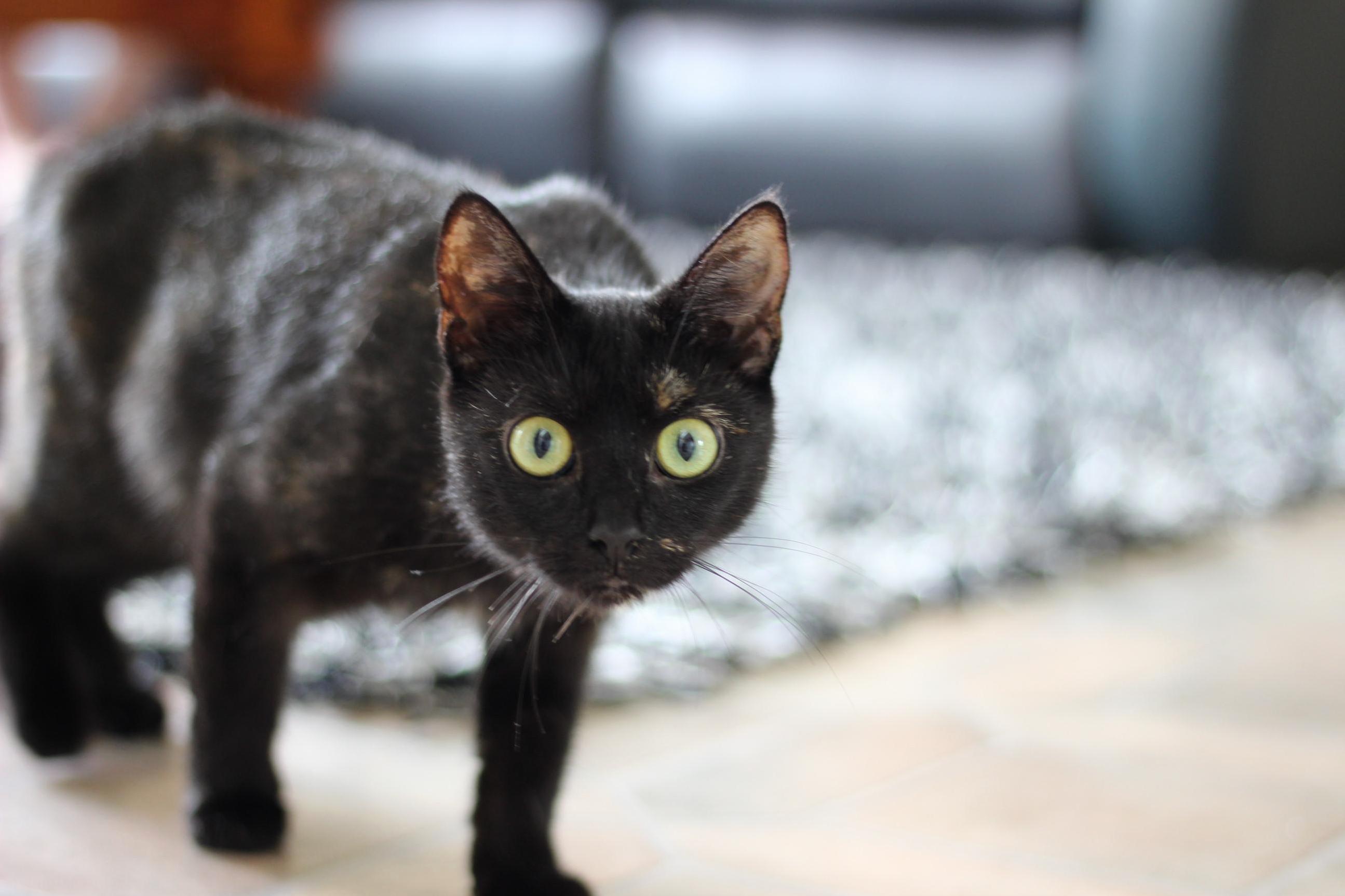 Aria the New Addition to Our Family 1yo Rescued