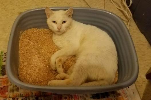 As Hes Healing from Procedures Last Week I Guess He Decided the Litter Box Would Be a New Bed. Better Picture