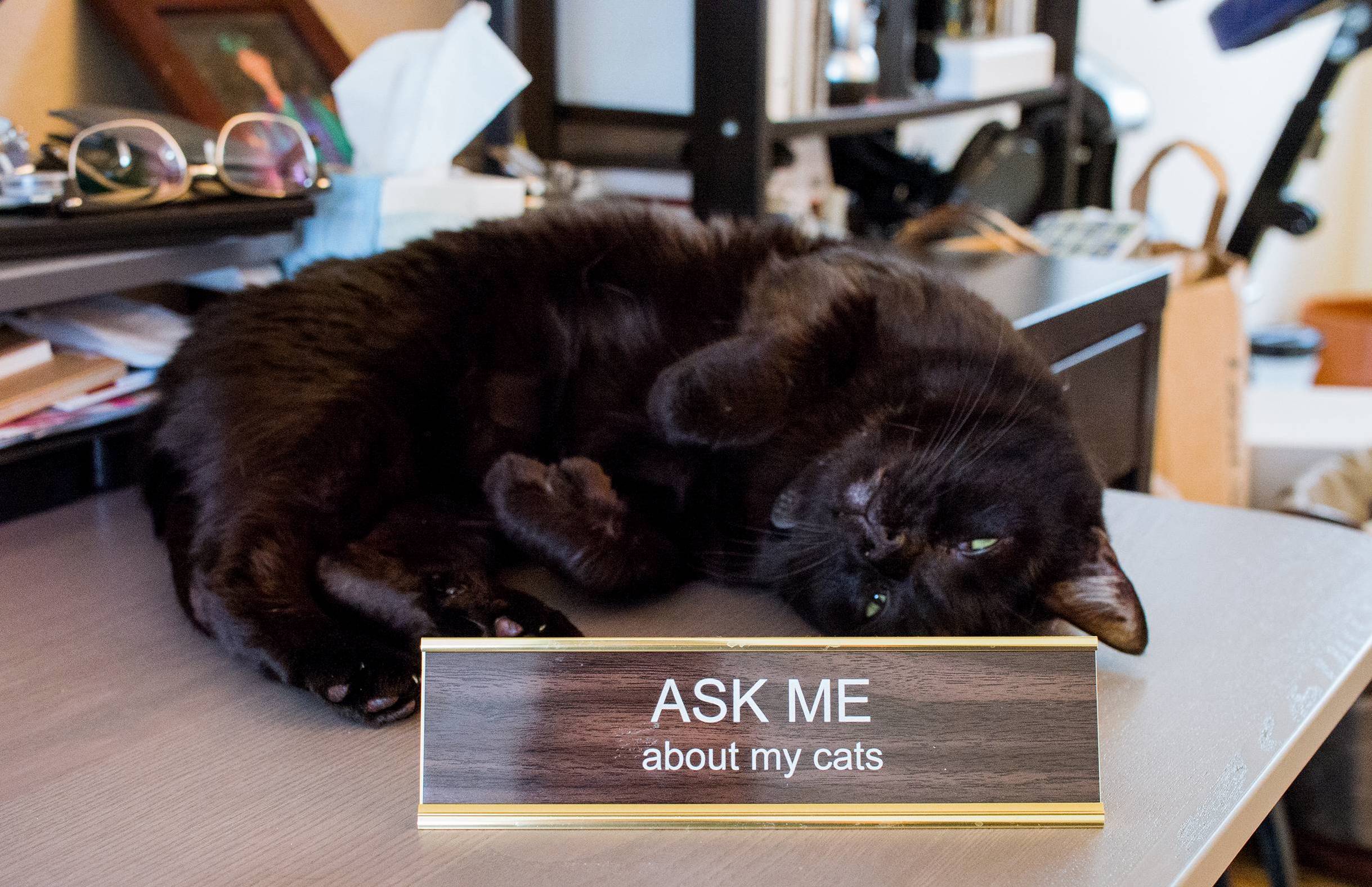 Ask Me About My Cats