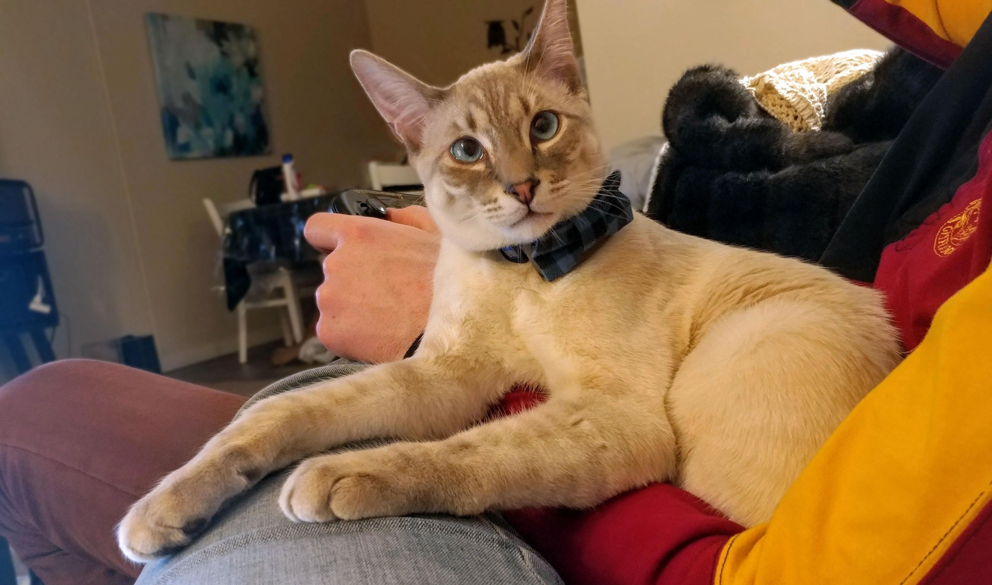 At Seven Months Old Sentaro Is Turning Into a Pretty Tall Kitty