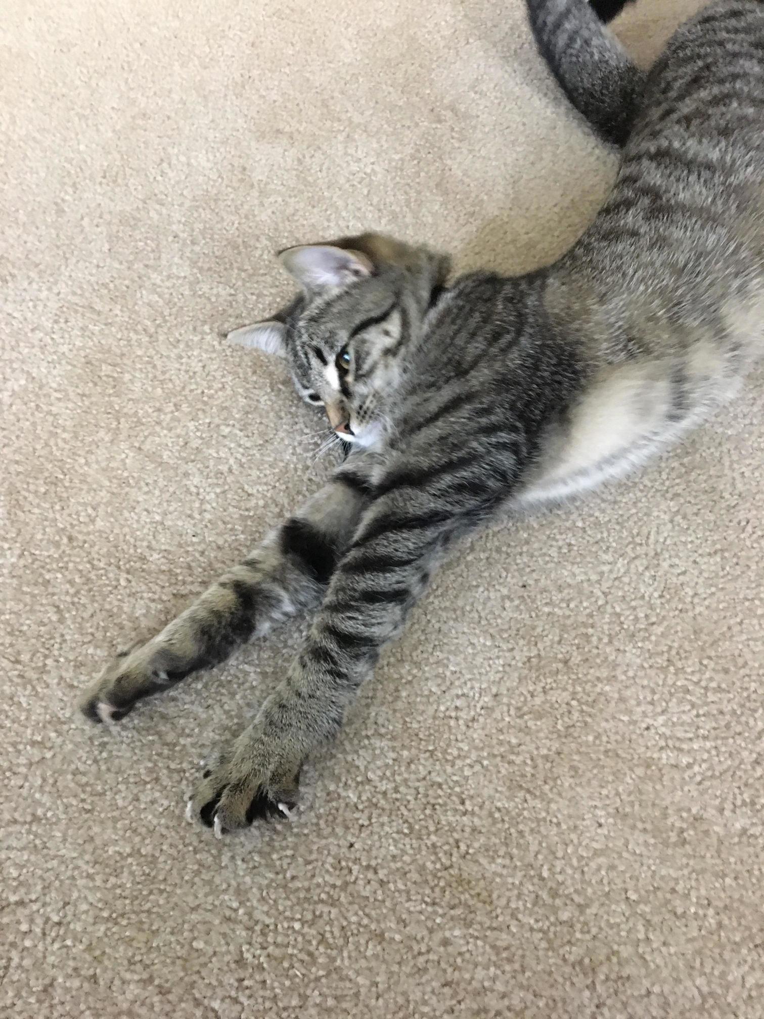 Baby Girl Showing Off Her Claws