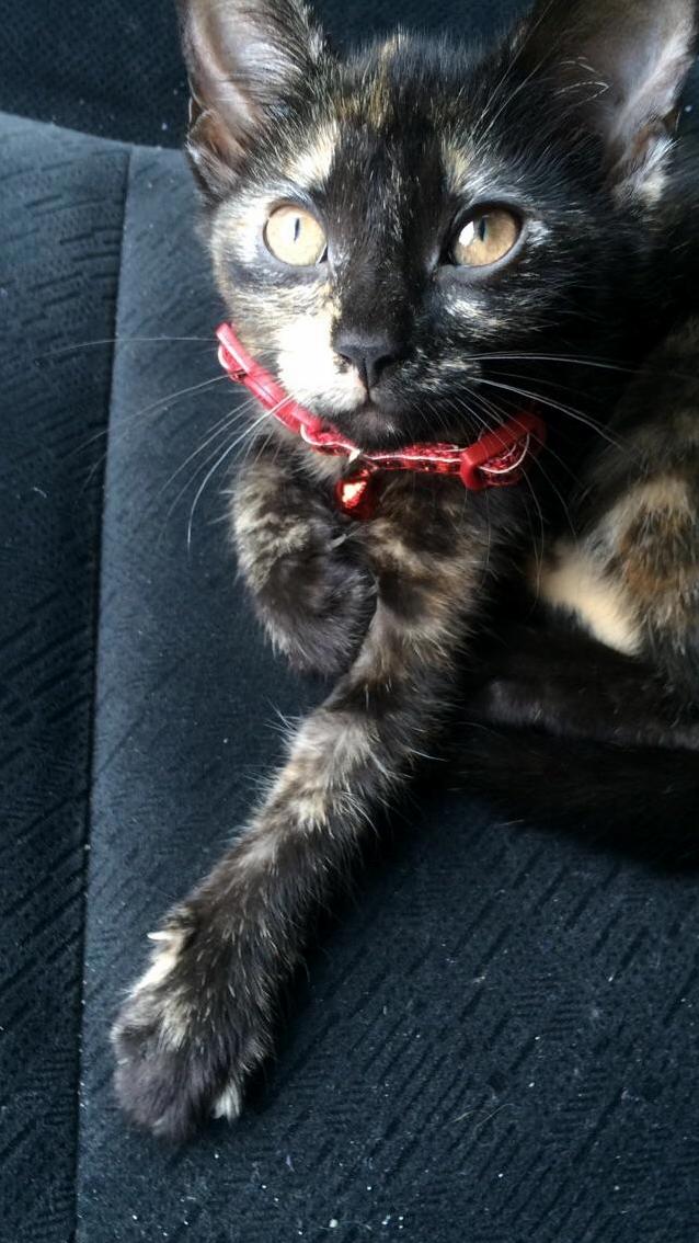 Baby Riven