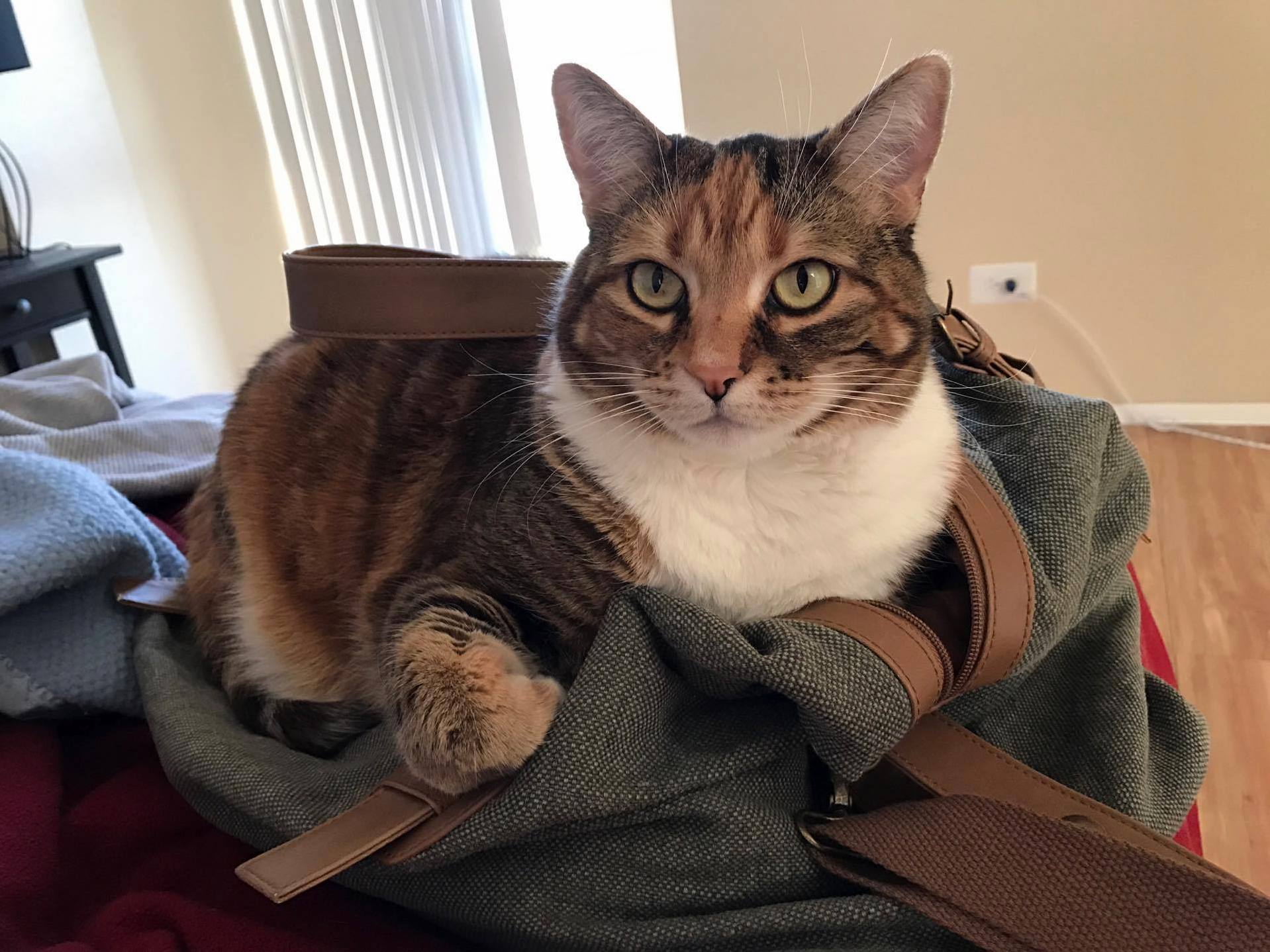 Bag Cat Bonus Photoshop in Comments