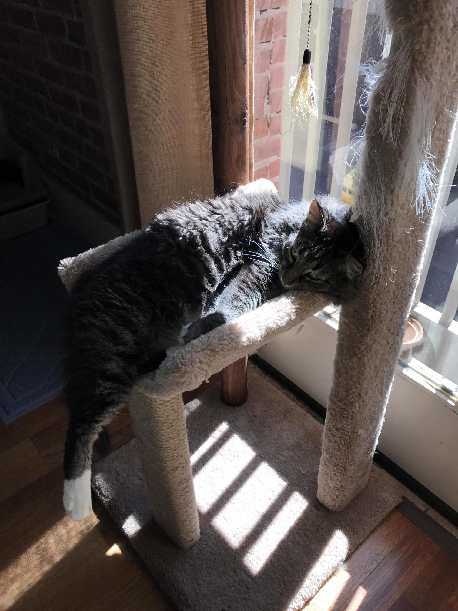 Barely Fits in His Tree and Clearly Doesnt Know Where to Find the Scratching Post...my Rescue Kitty.