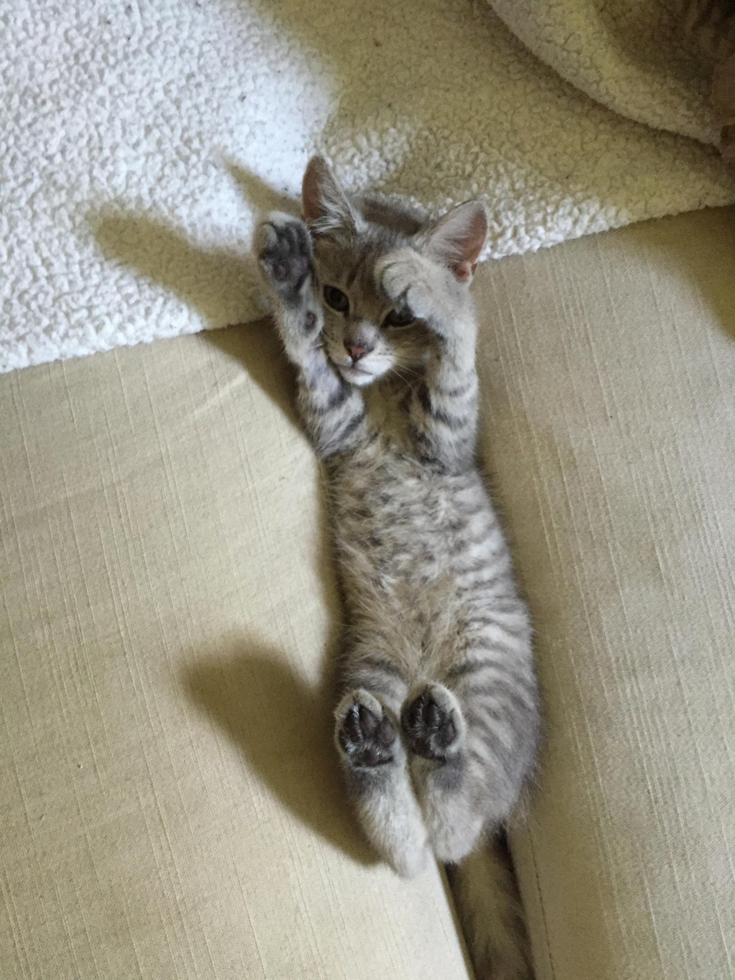 Bastet Getting Caught in the Couch...