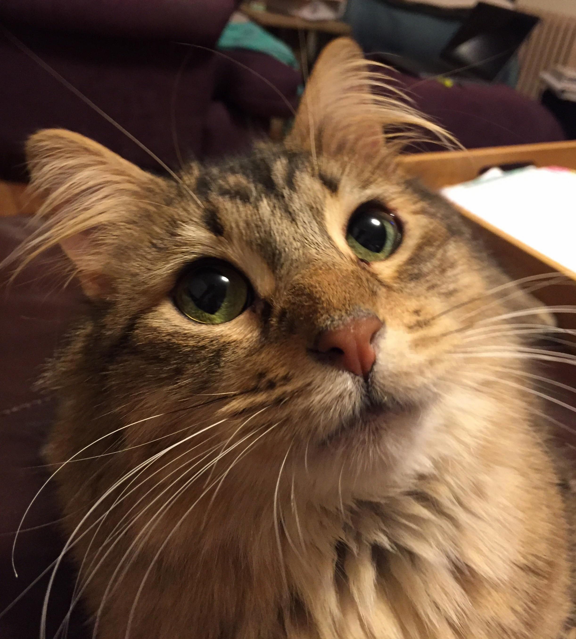Beaker and His Elaborate Ear Furnishings. This Photo Really Doesnt Do Him Justice.