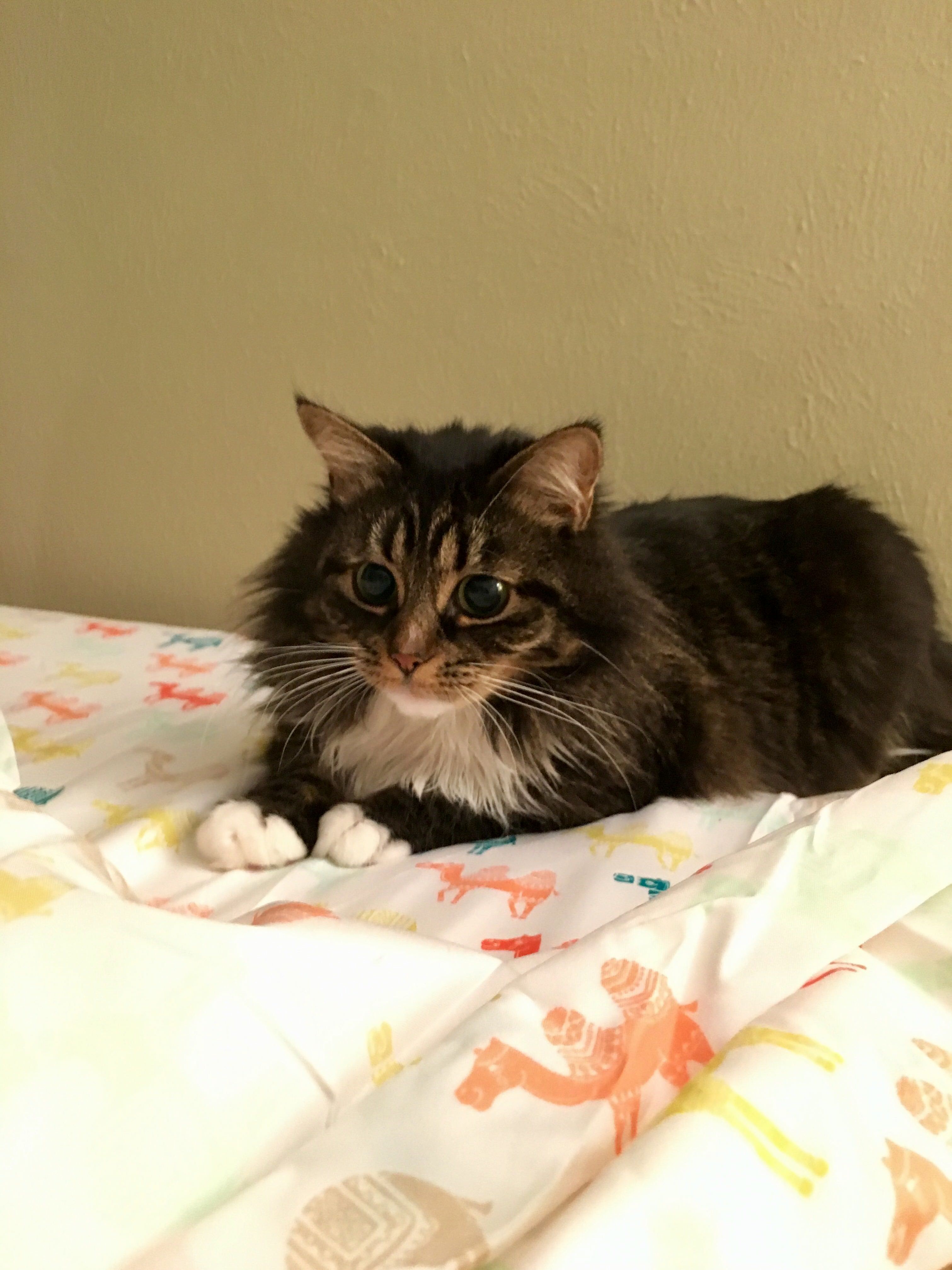 Before the Pounce
