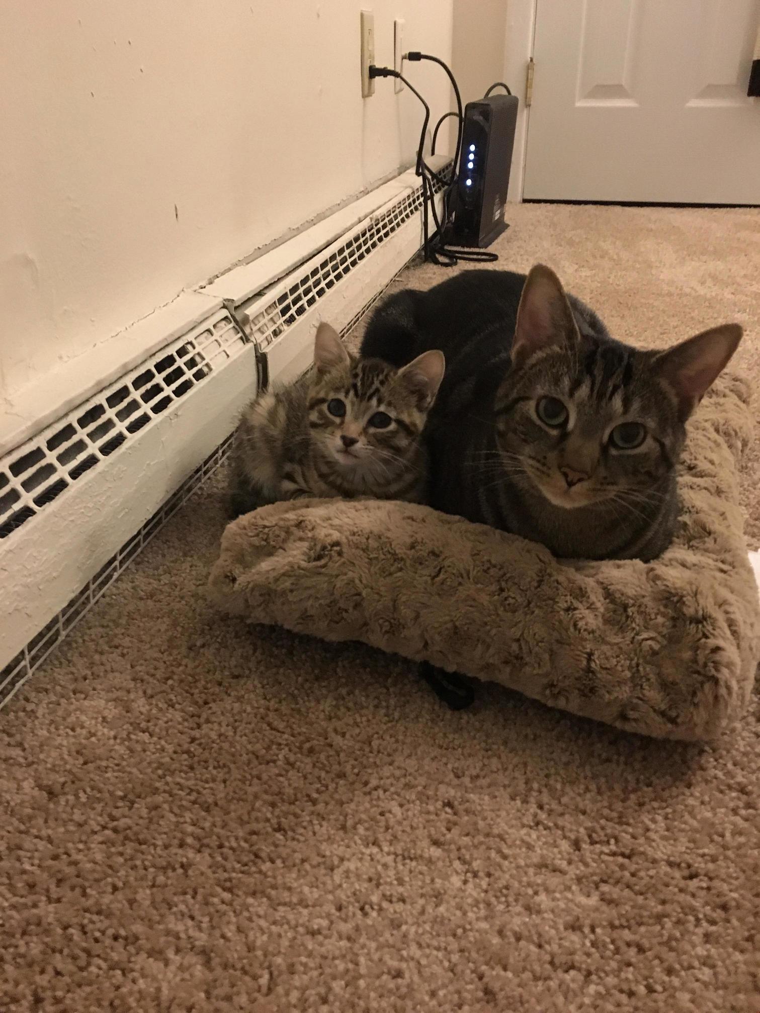Big and Small Tiger Loaves.