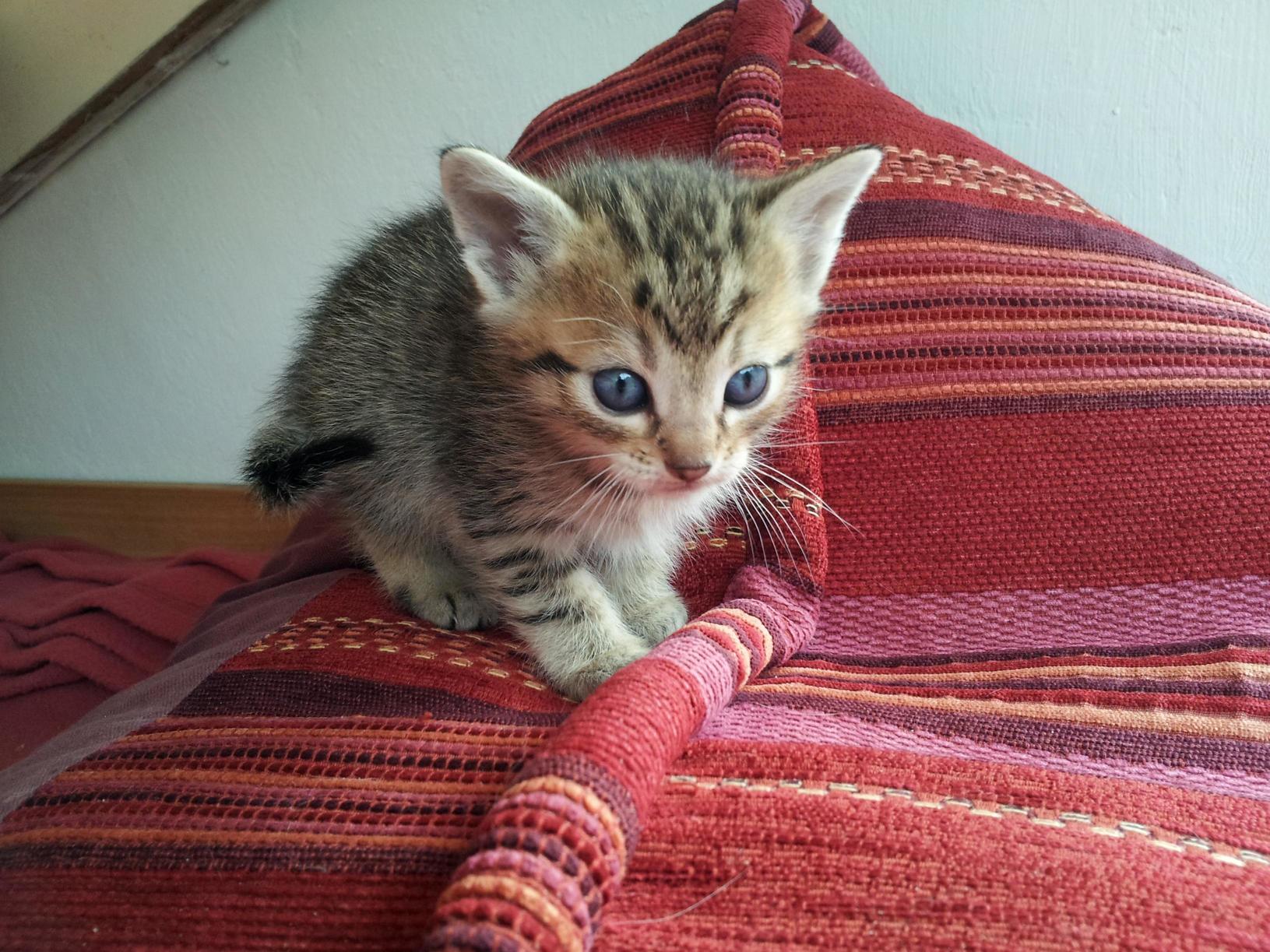 Big Ears