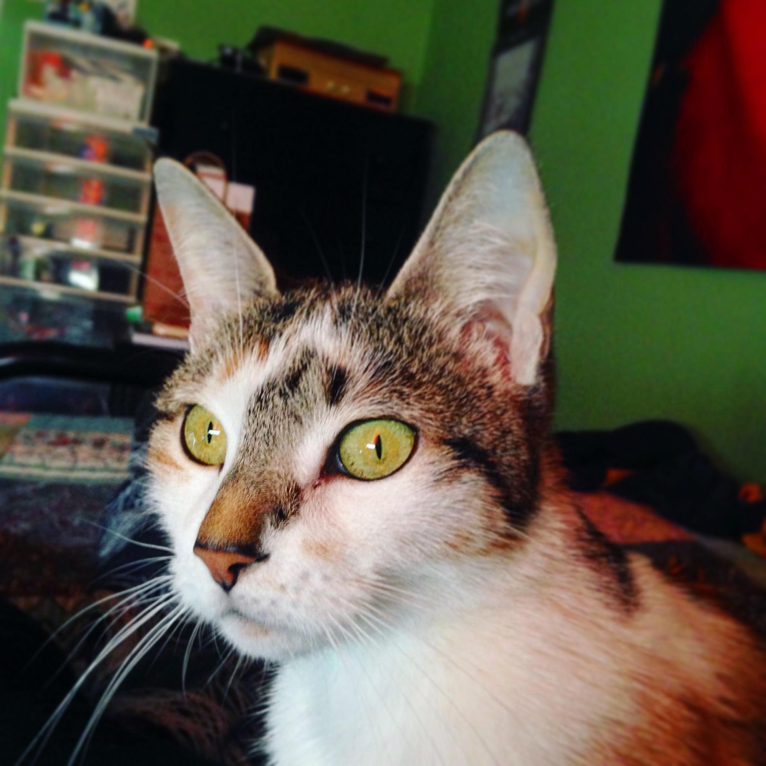 Bird Watching