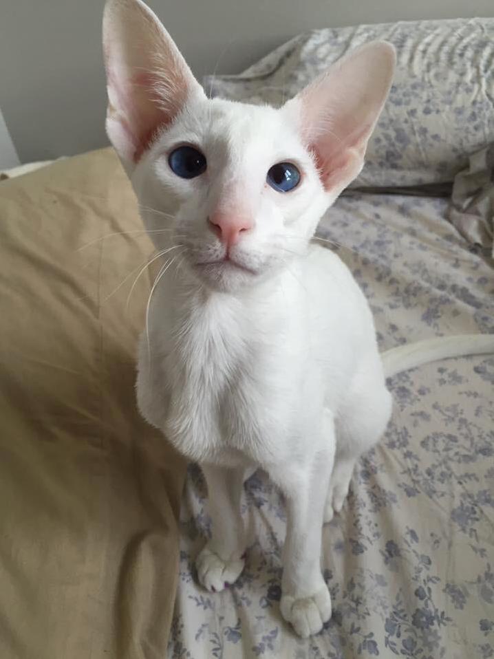 Blue Eyes White Dragon