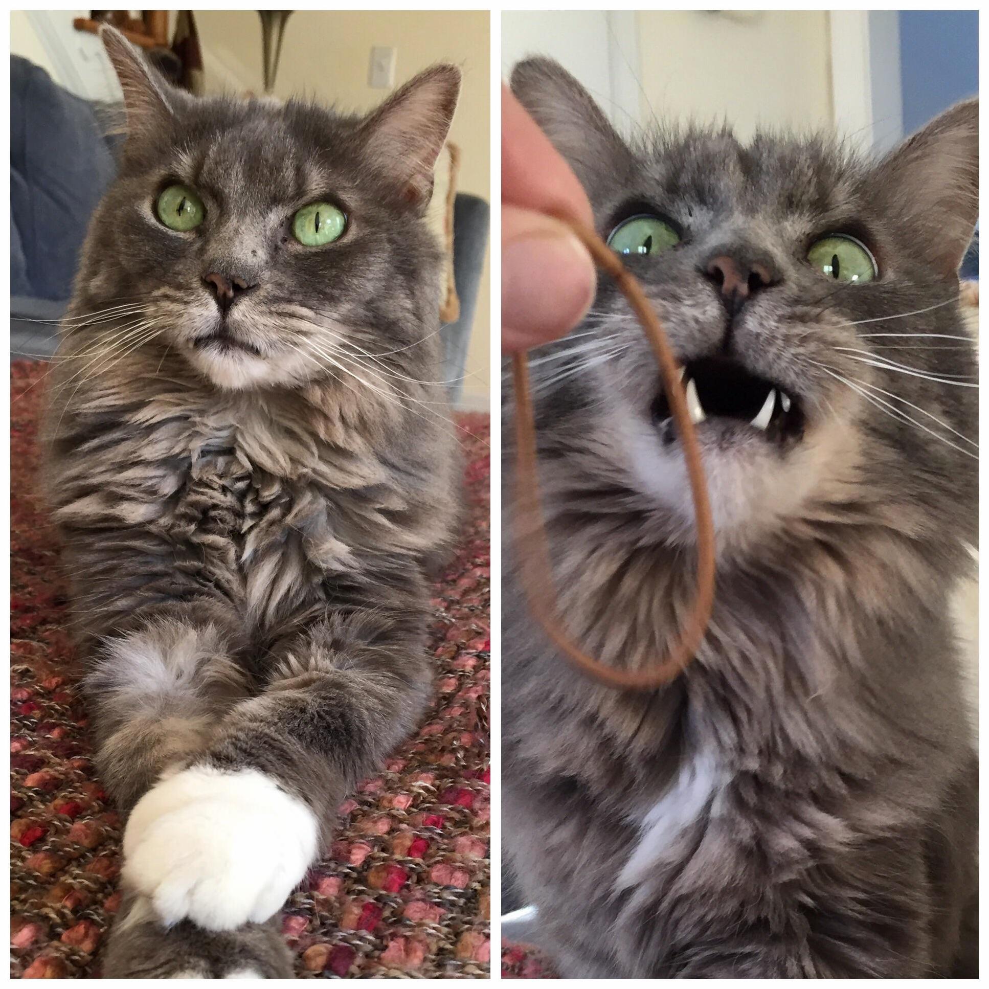 Bowser Before and After Discovering the Hair Tie in My Hand.