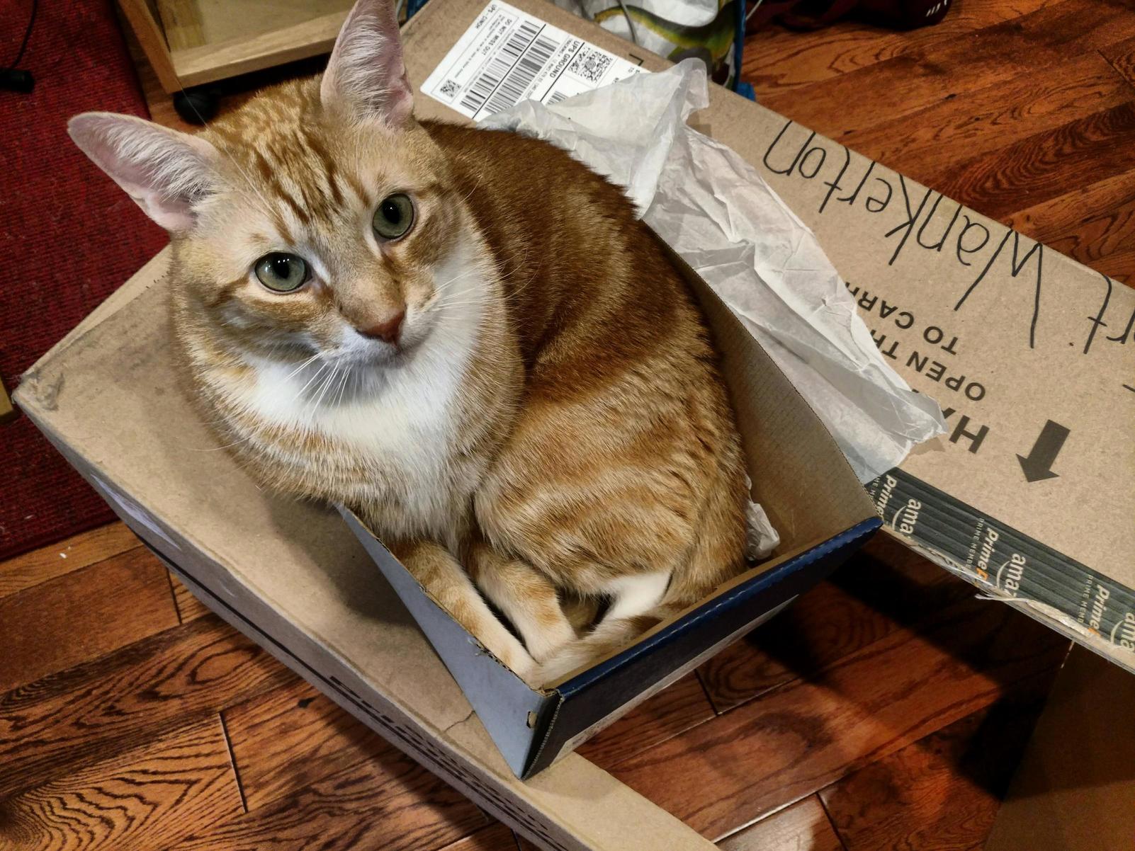 Box on Top of Other Box. Cats Mind Blown.