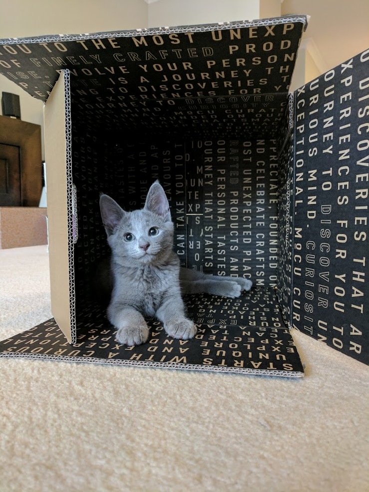 Brought This Little Terror Home Last Week. She Already Runs the House