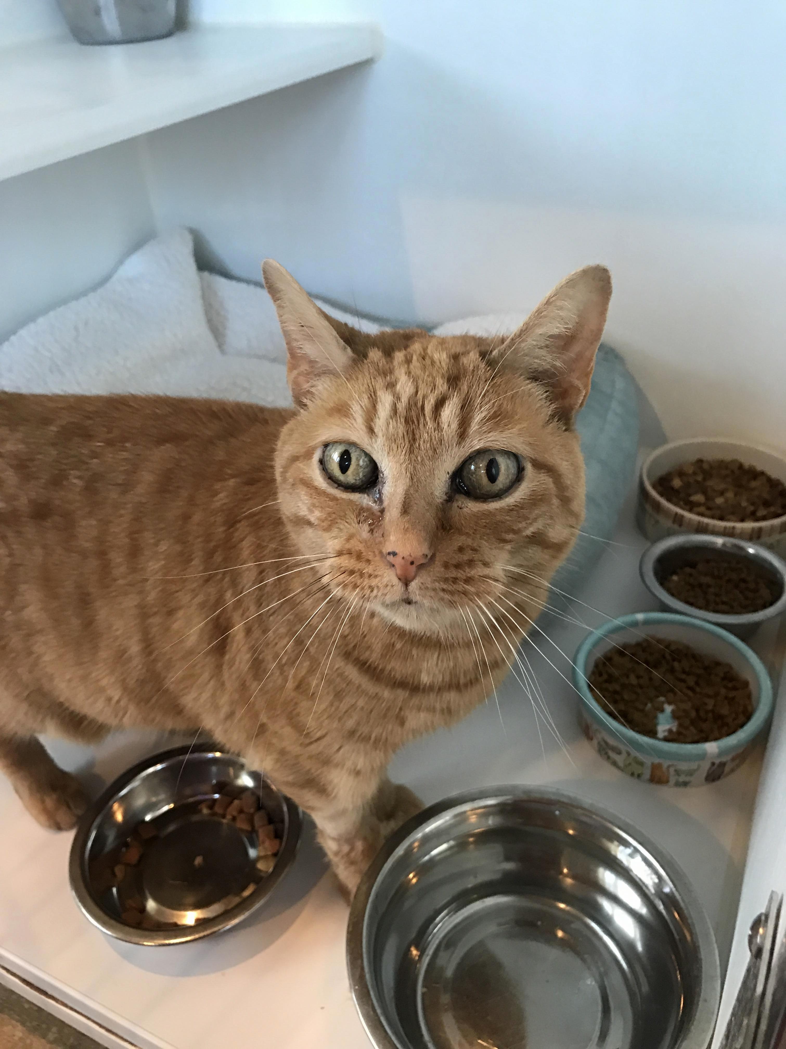 Bug Eyed Kitty in My Shelter
