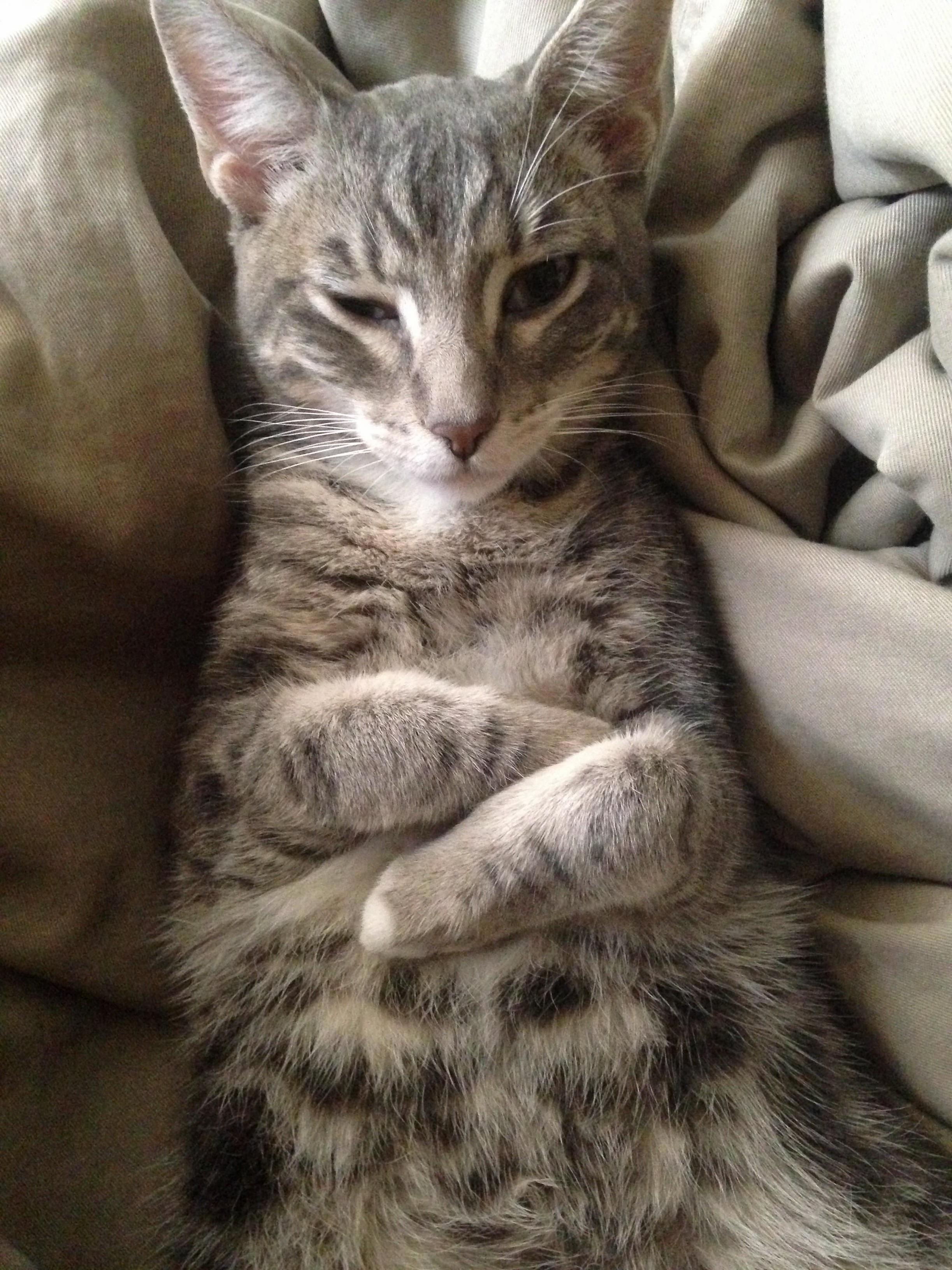 But Kitty-boys Not a Rapper