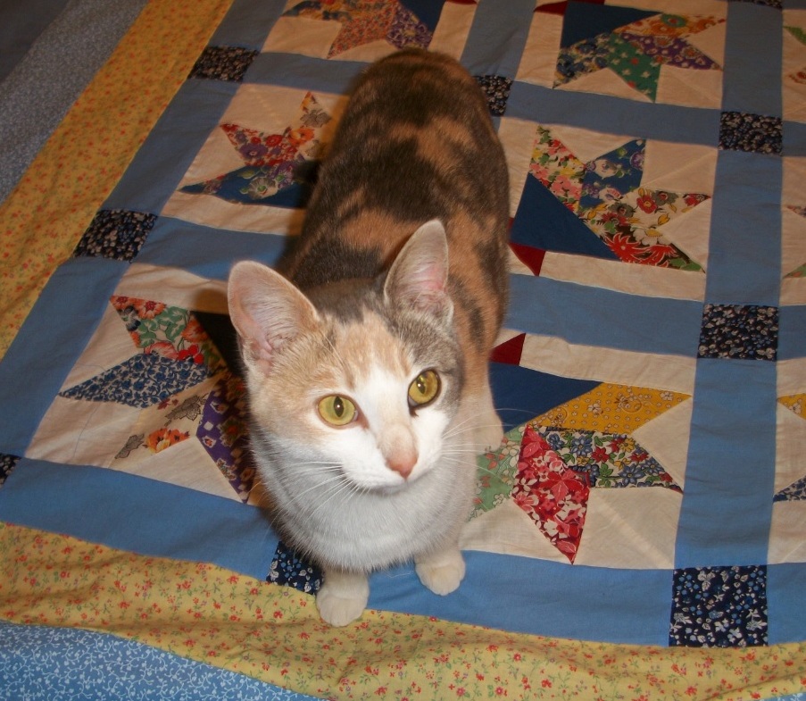 Callie Now Moonlights As a Quilt Inspector.