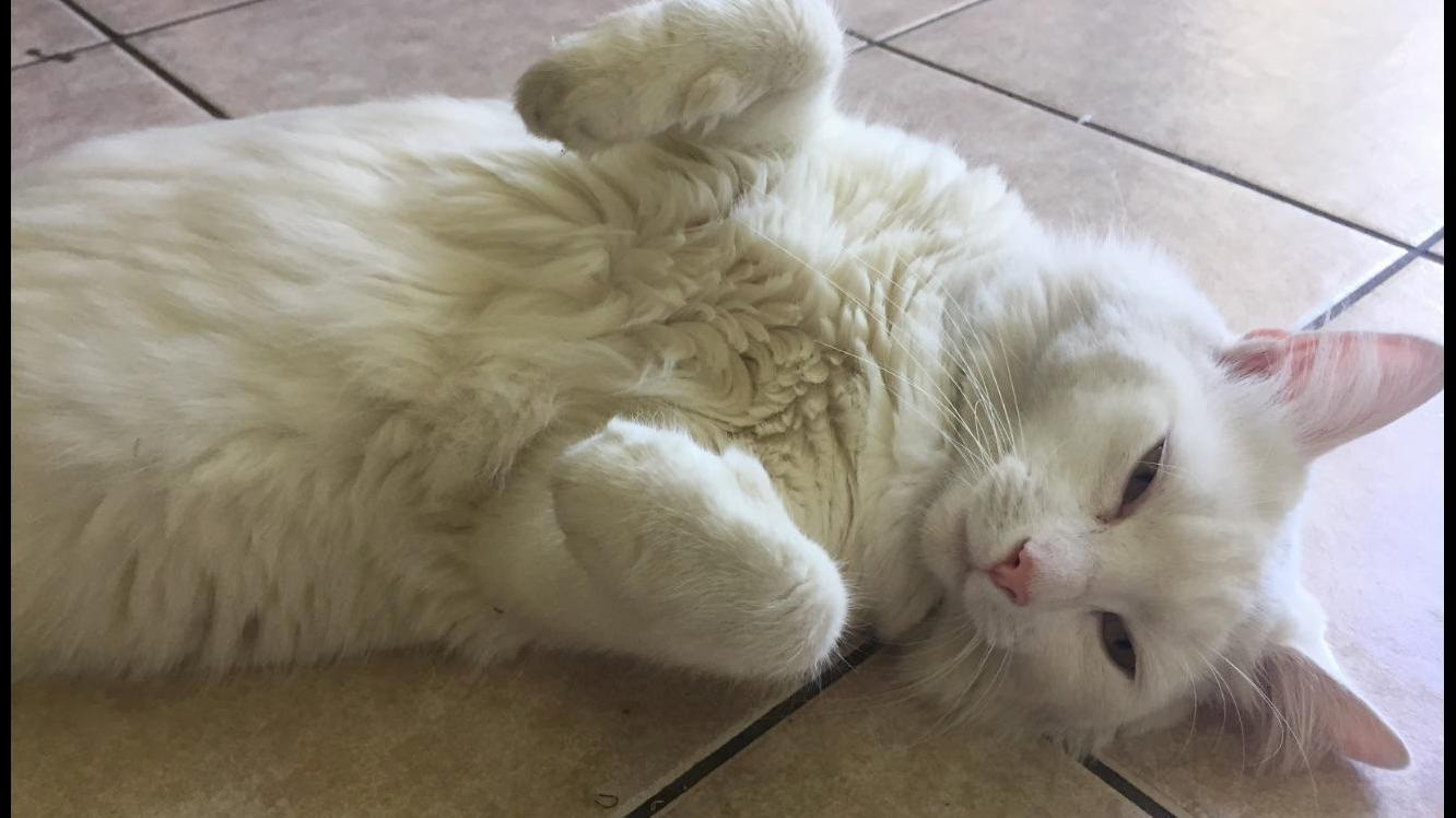 Cant Find My Casper. Come Home Buddy.