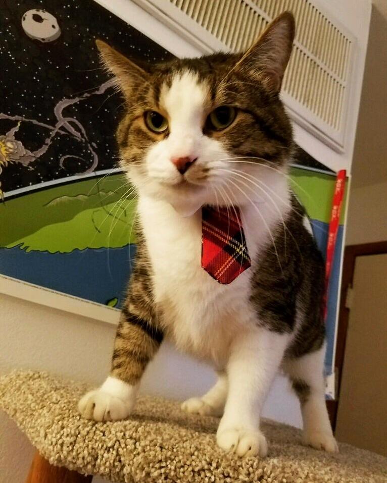 Captain Bebop Ready for Some Serious Cat Business