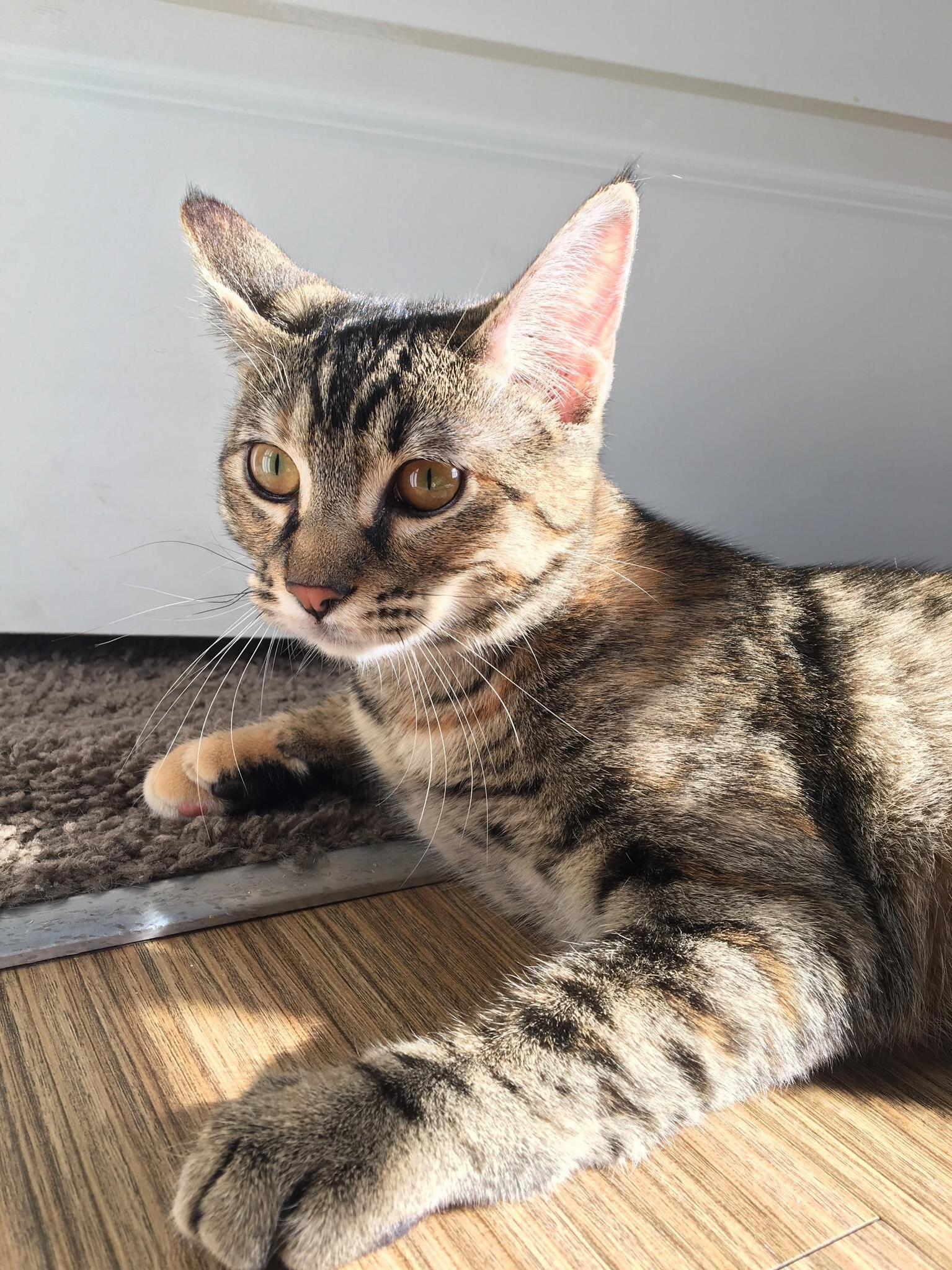 Casper Is One of the Coolest Cats I Ve Ever Lived with Here She Is Soaking Up Some Rare Sunbeams