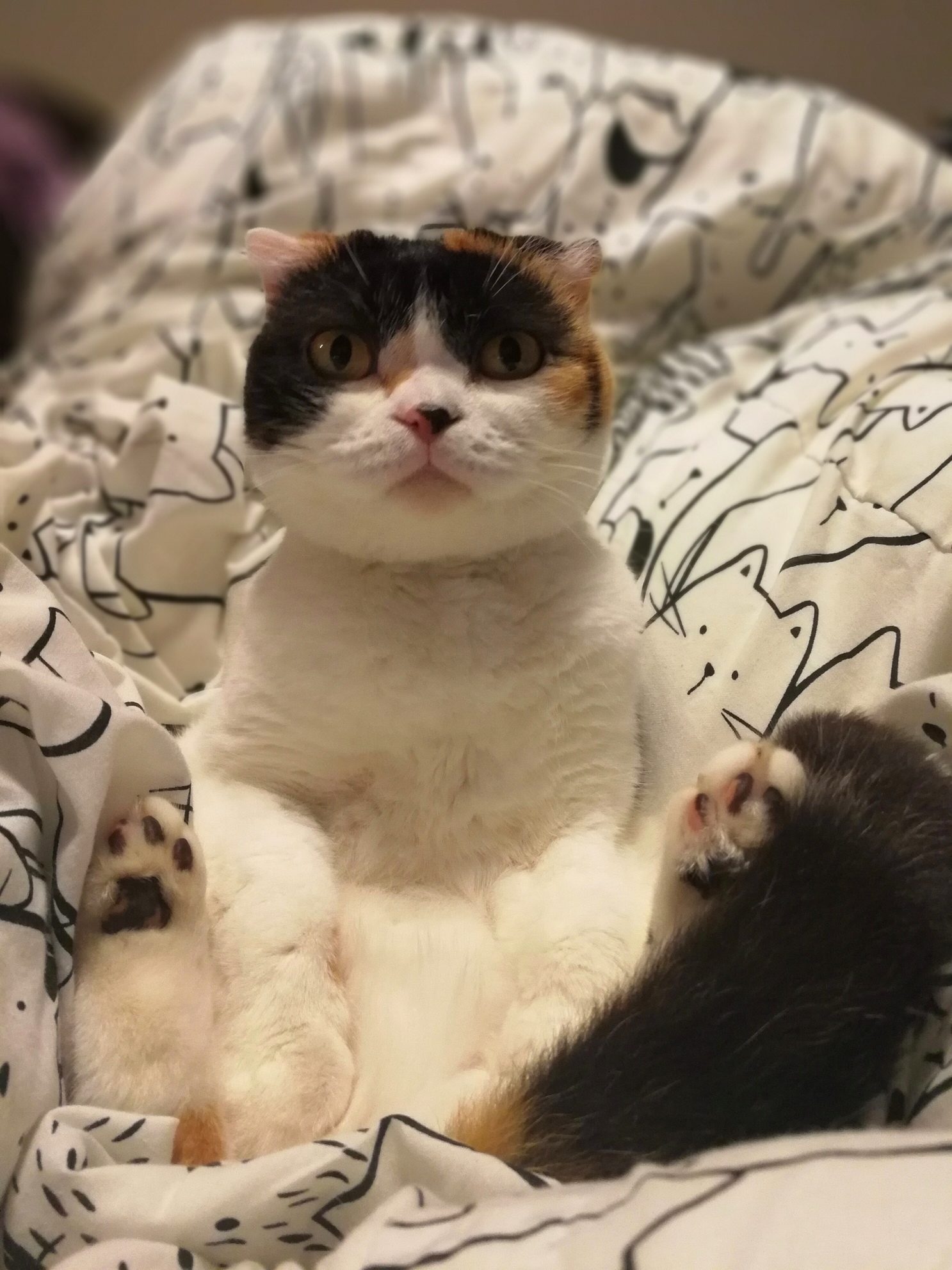 Cat Amongst Cats