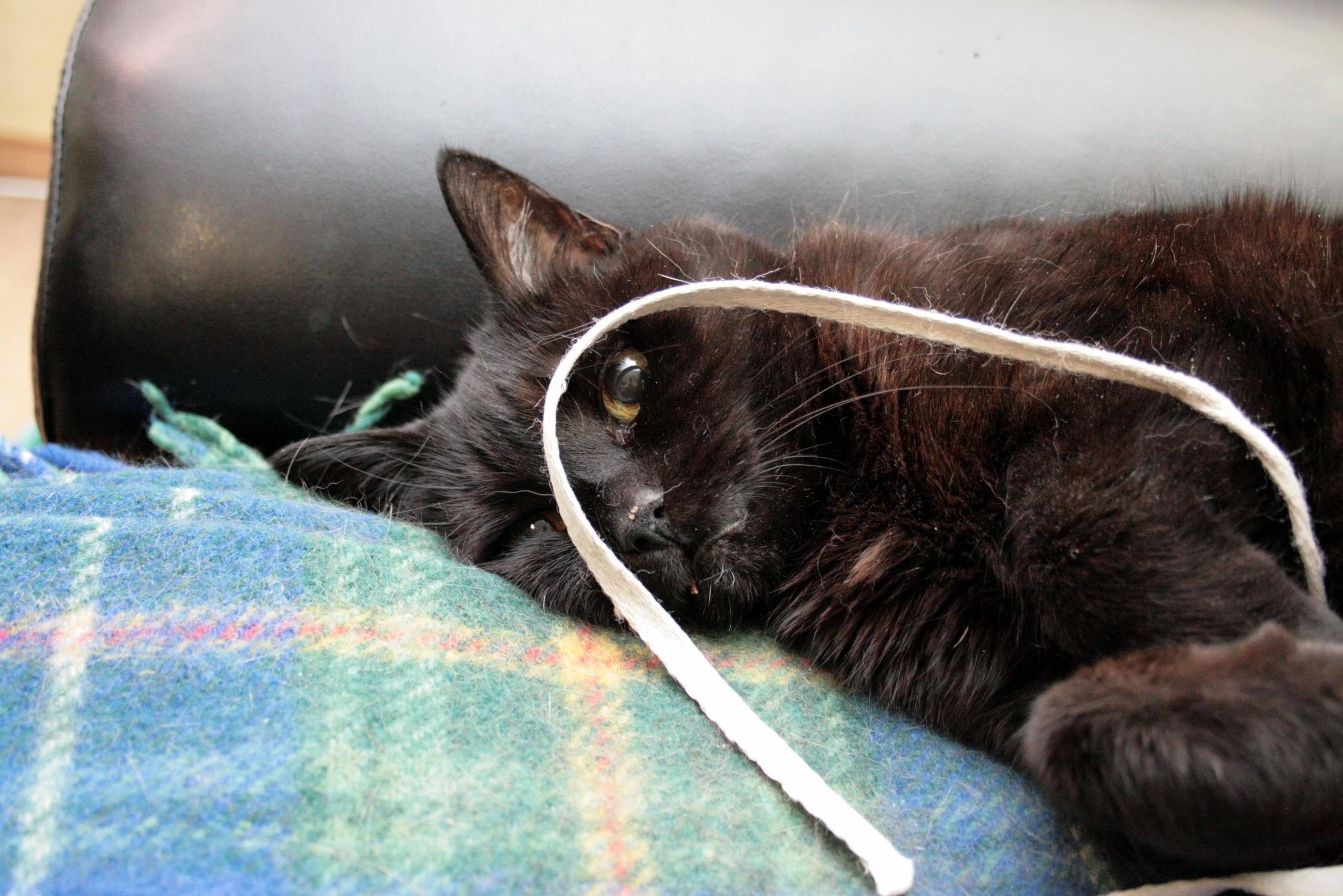 Cat and String