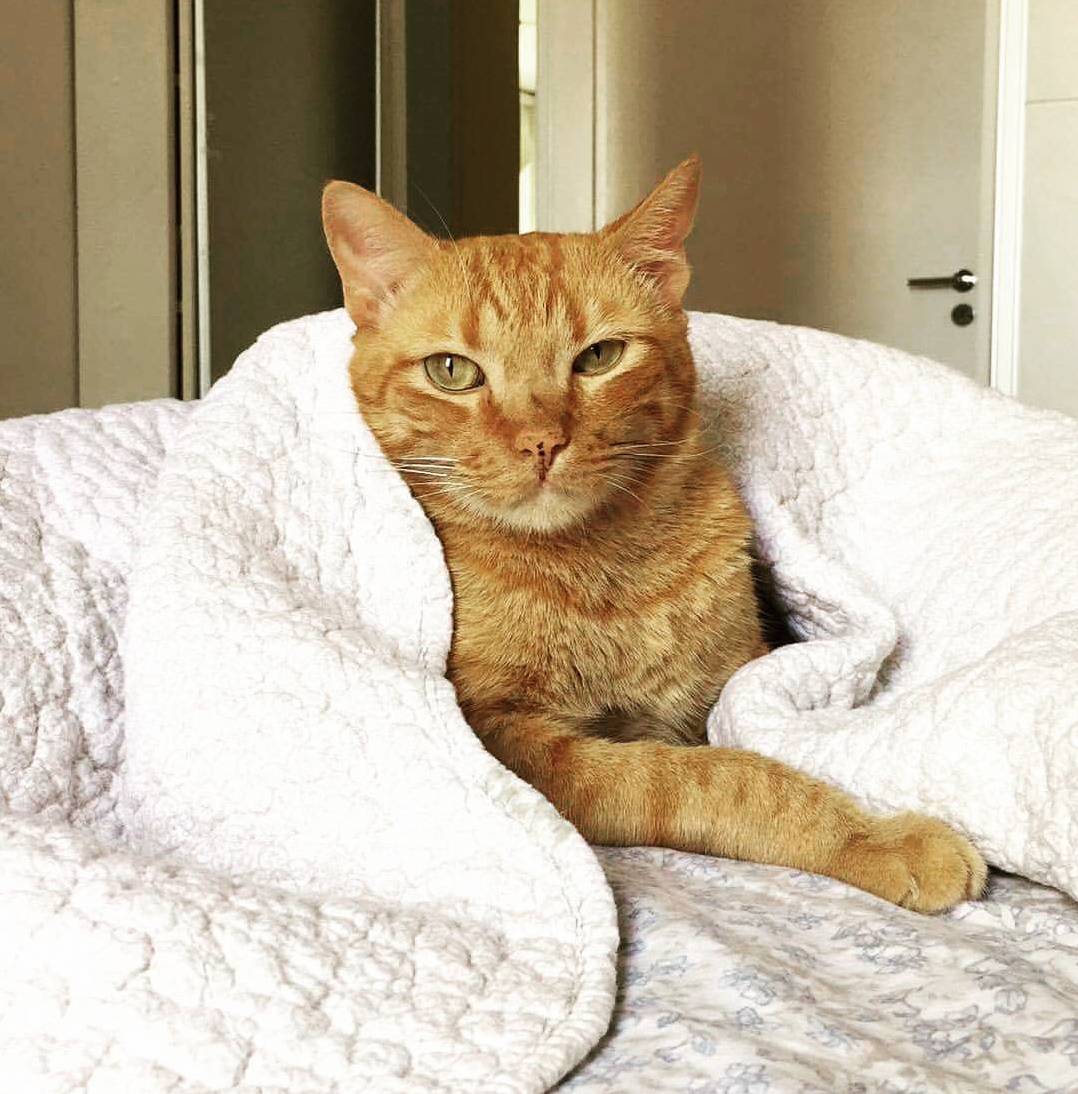 Cat Calendar Model - March 2017