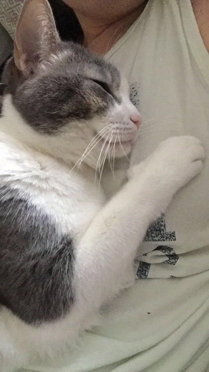 Cat Cuddles in the Morning