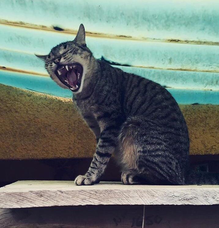 Cat Dracula