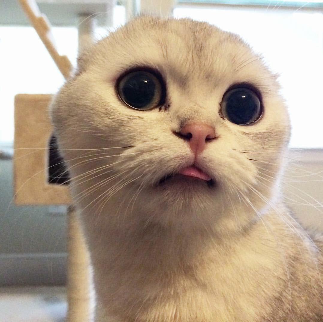 Cat Error