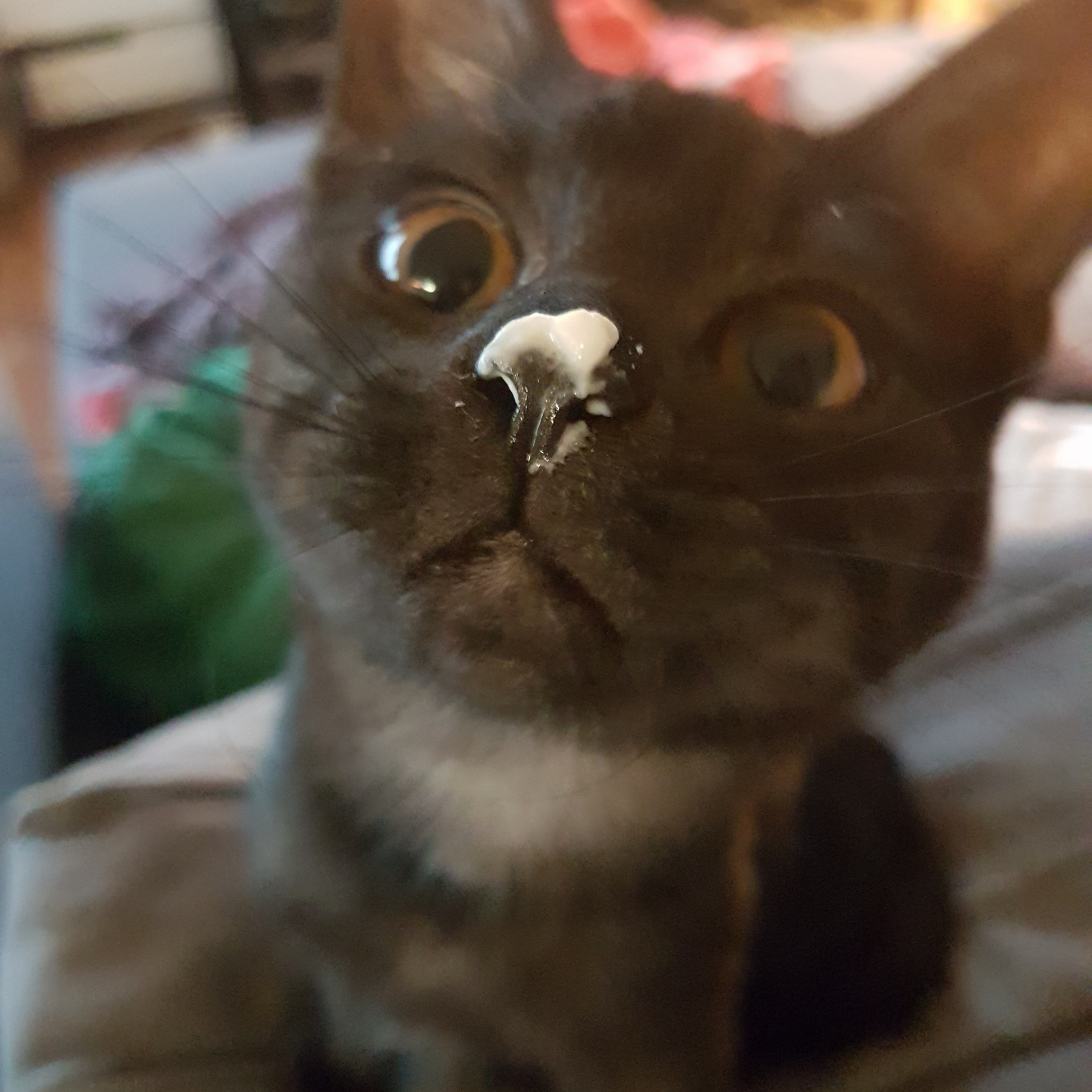 Cat Got Into My Stash.