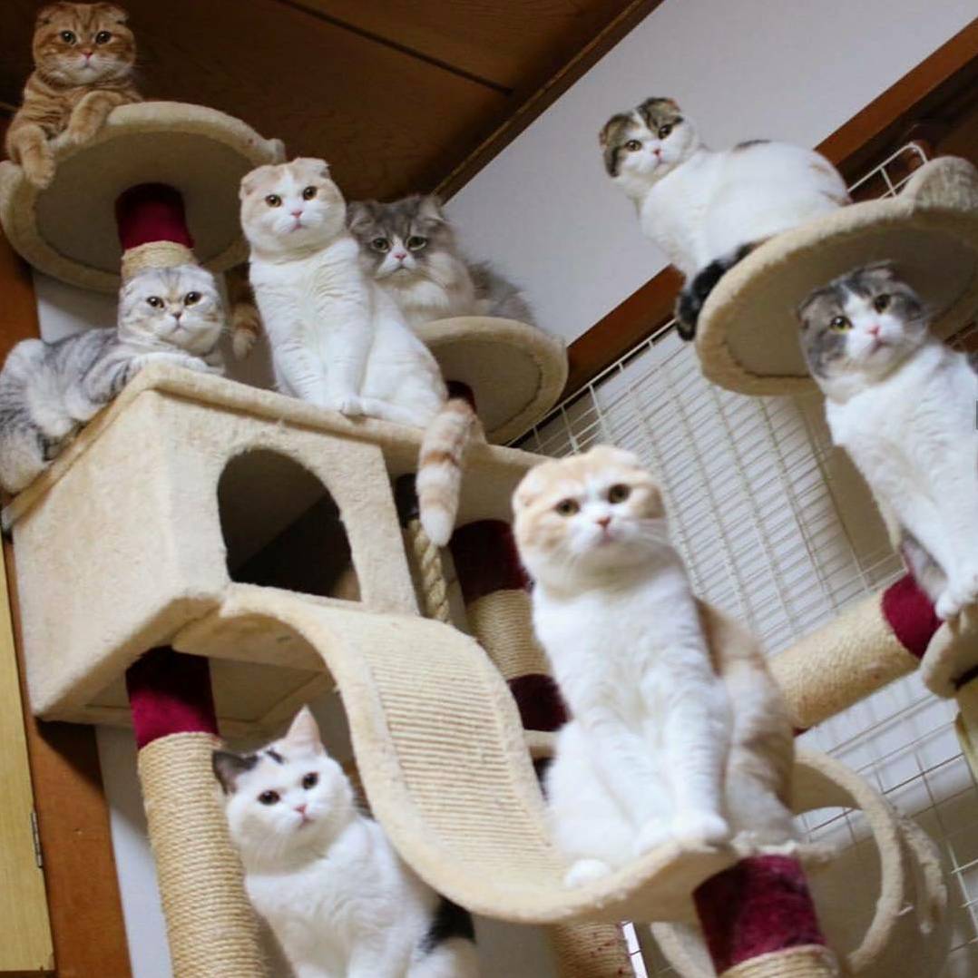 Cat House