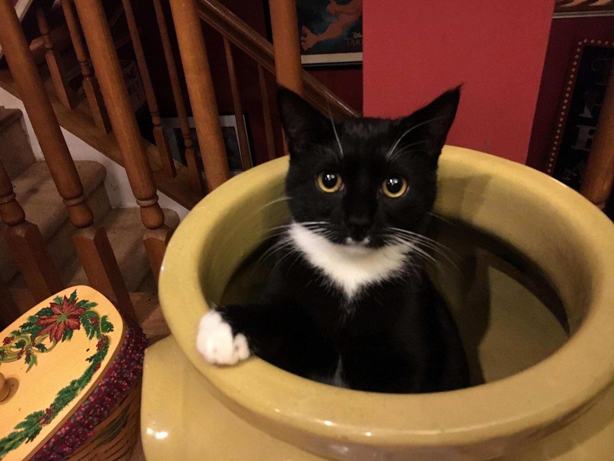 Cat in a Vase