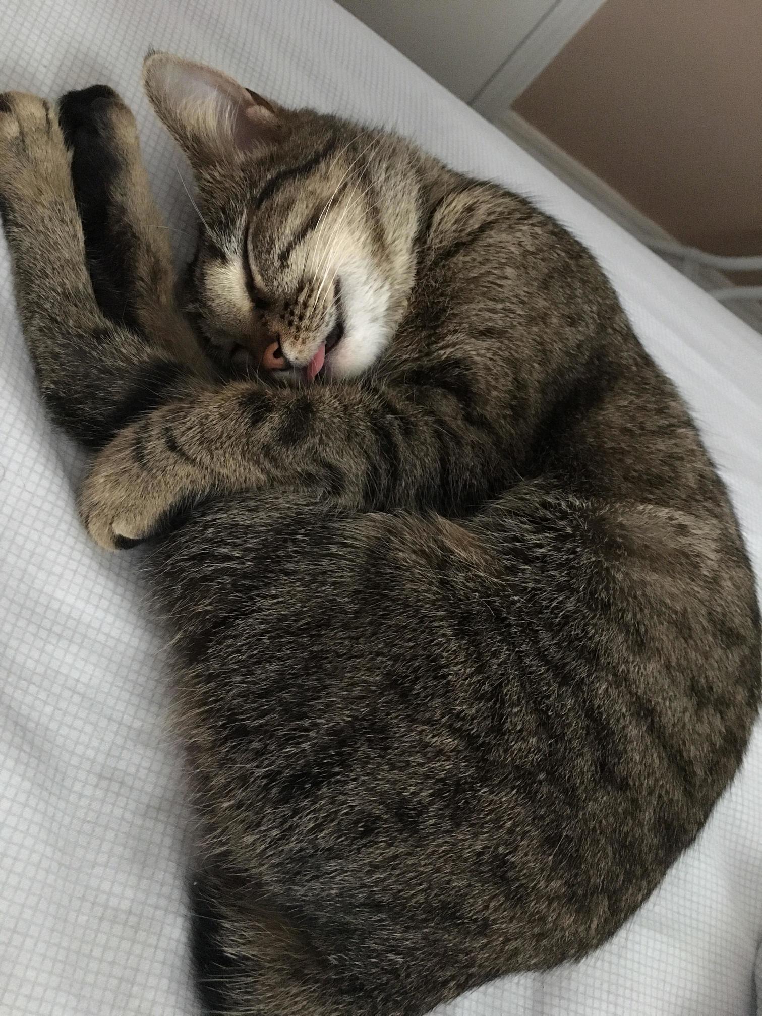 Cat Naps.