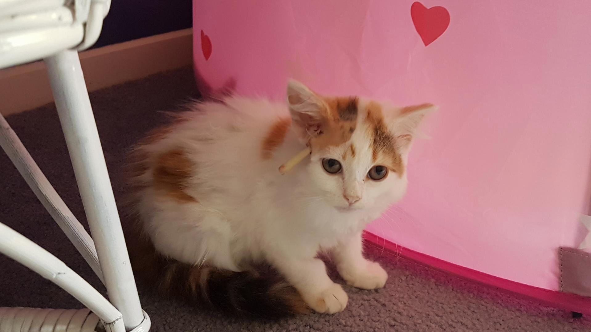 Cat Rescue 2 Was Taken to the Vet